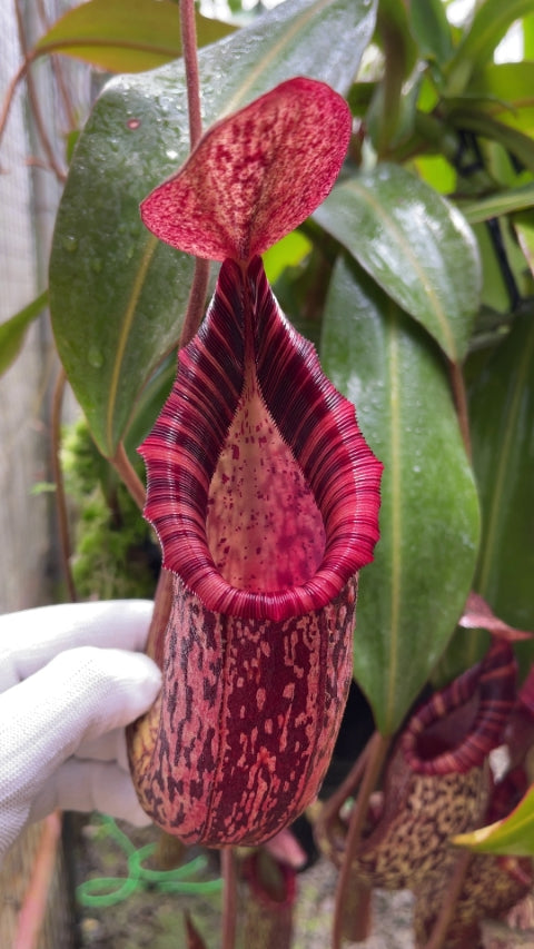 Nepenthes spectabilis x bongso Potted