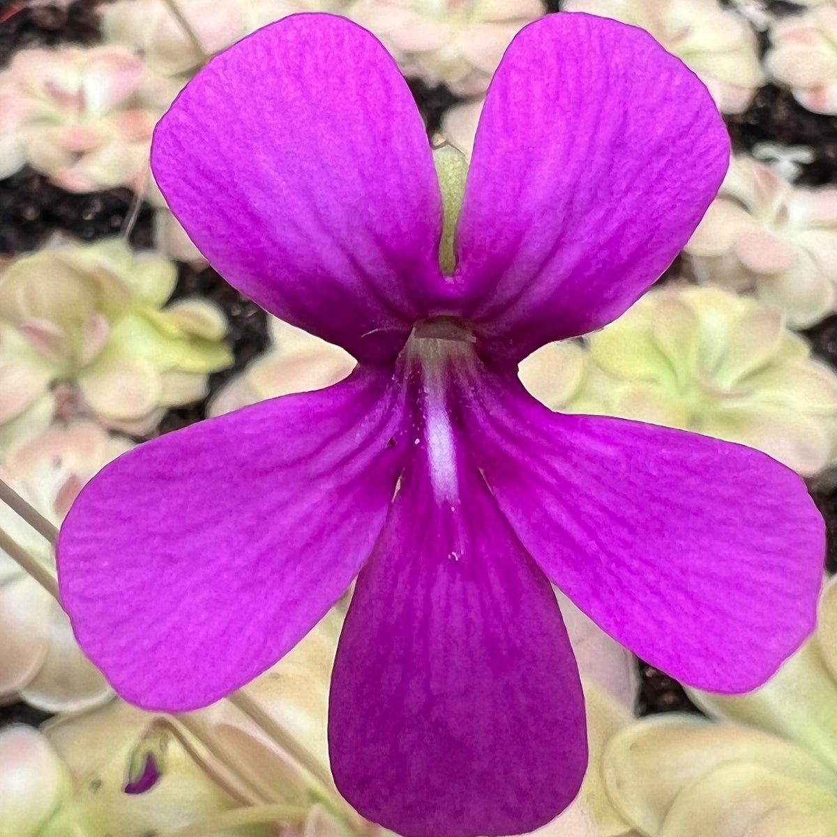 Pinguicula x ‘Kewensis’ BARE ROOT