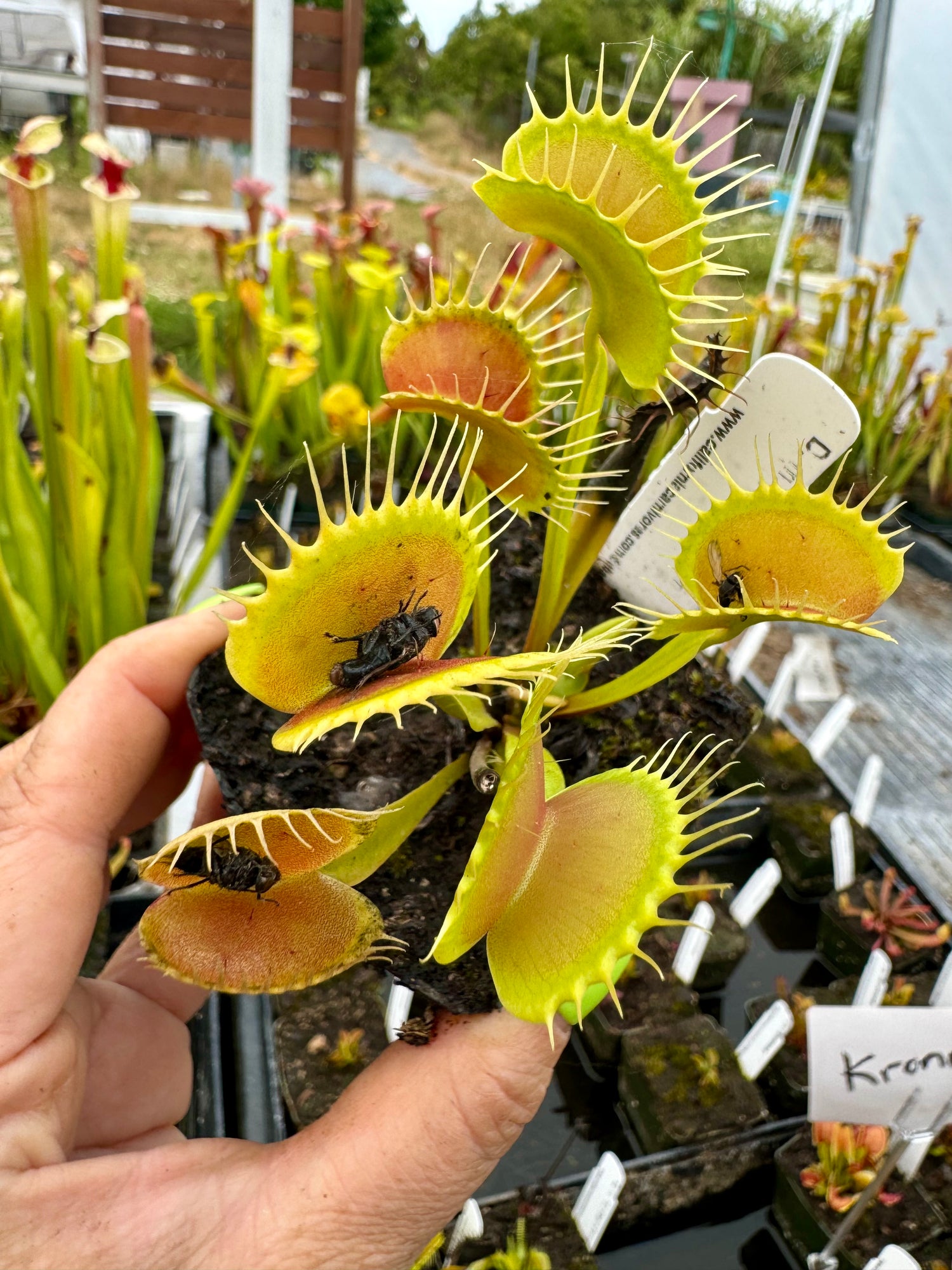 Dionaea m. “GJ Giant Form” Potted