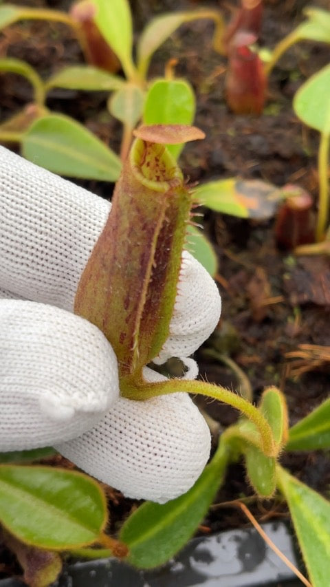 Nepenthes mollis x lowii Potted