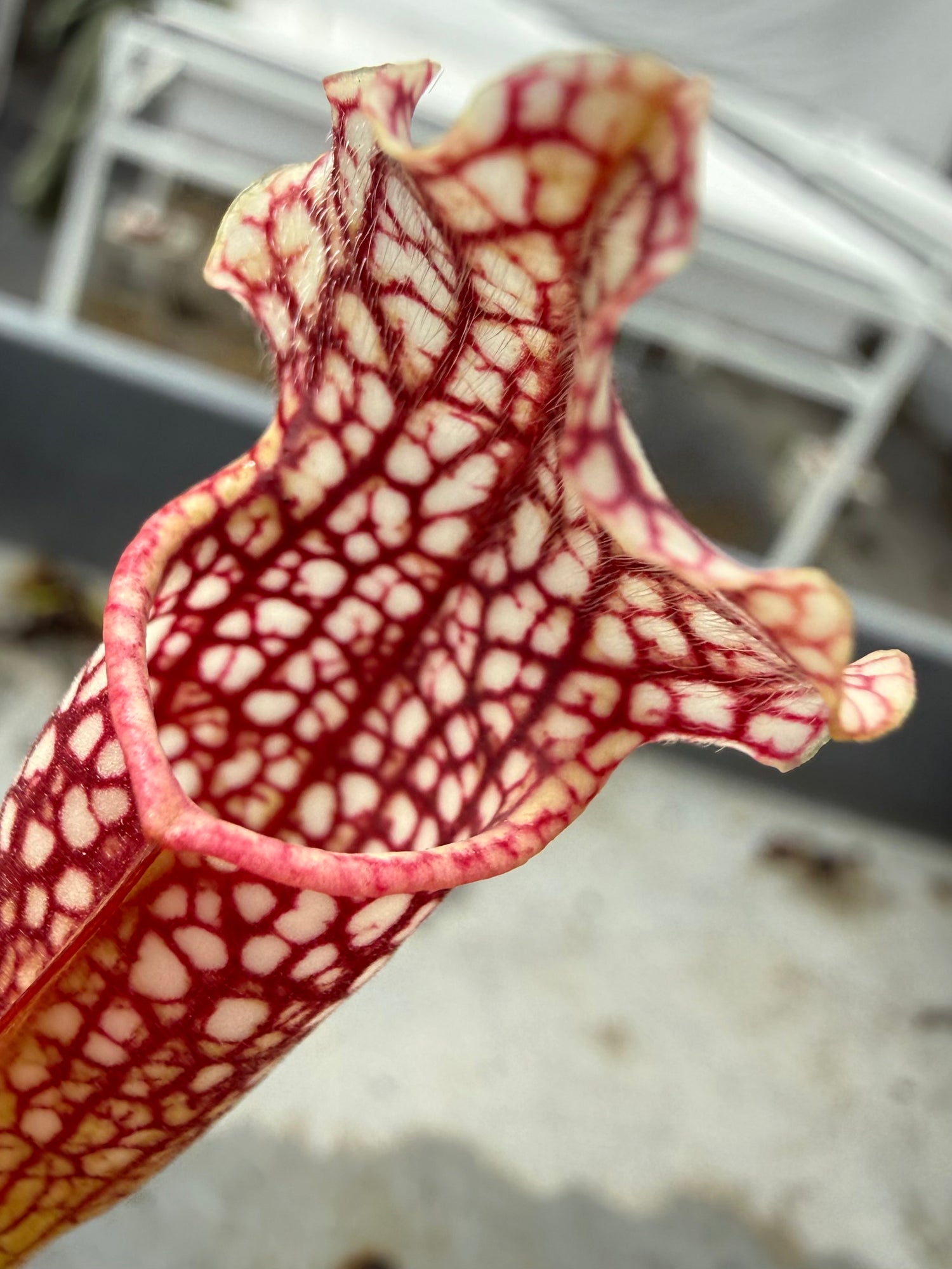 Sarracenia leucophylla “AJ01” x ( gulfensis alba x purpurea ssp purpurea antho-free ) RC Potted