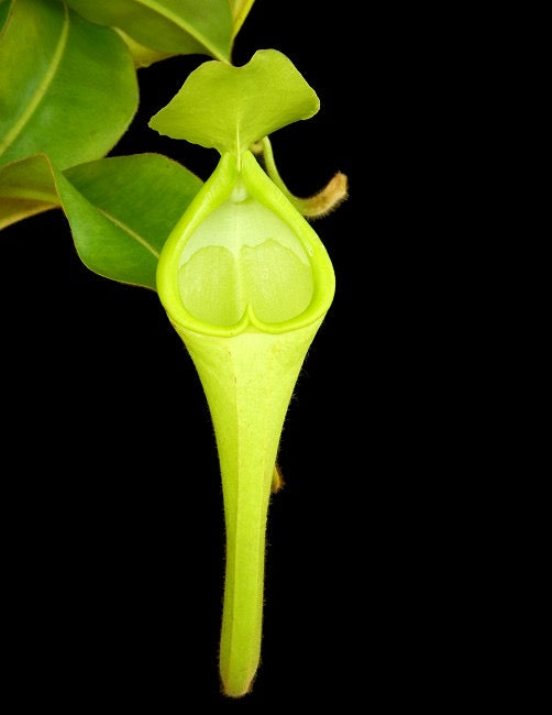 Nepenthes chaniana Potted