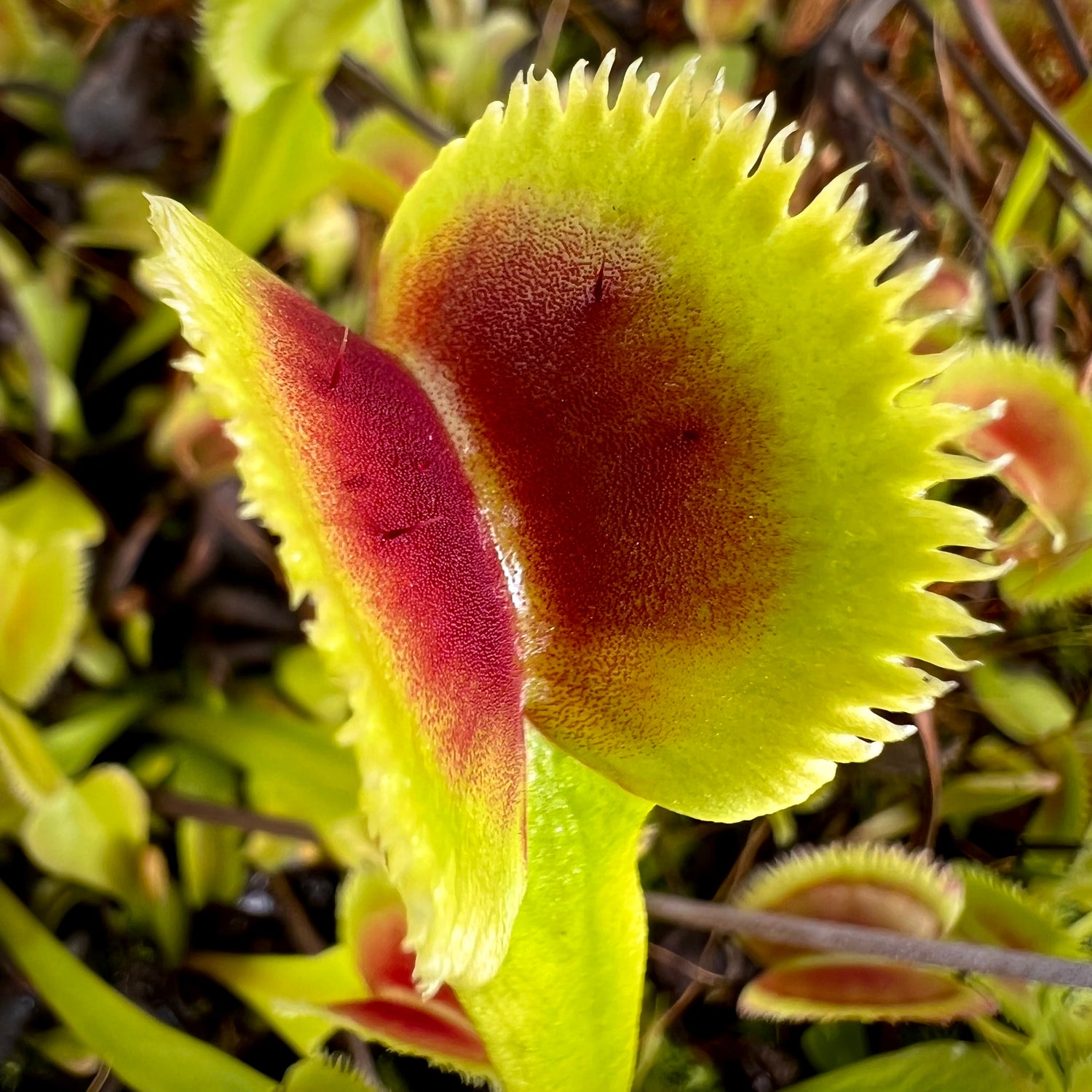 Dionaea m. 'Sunrise' Potted