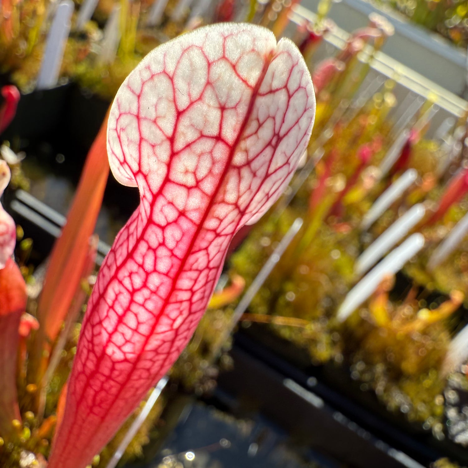 Sarracenia ( x mitchelliana “Dark Burgundy” ) x ( x ‘Simone’ ) Potted