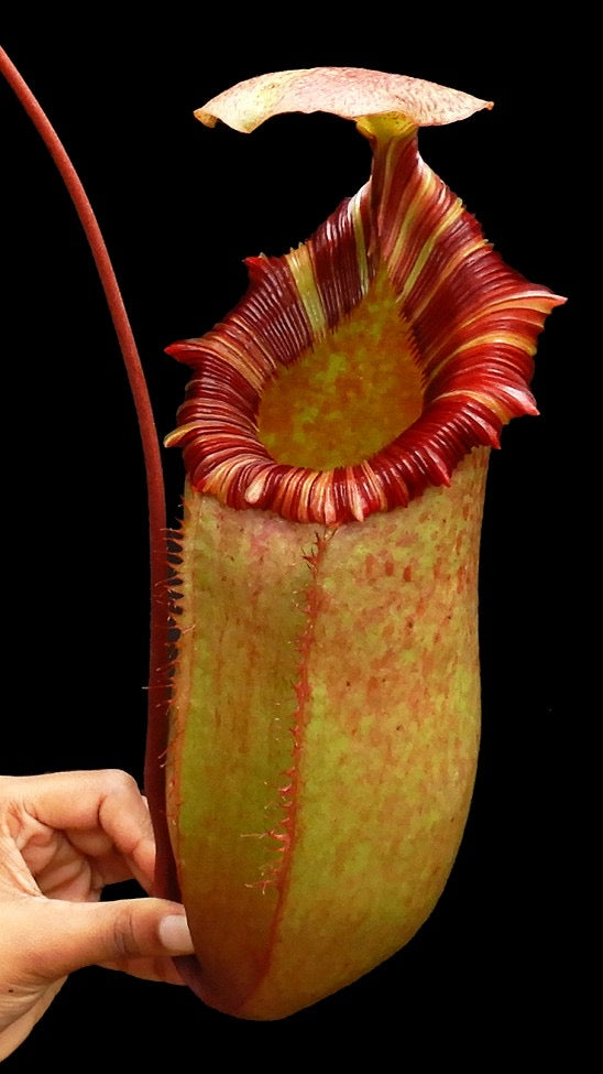 Nepenthes sibuyanensis x (veitchii x lowii ) Potted