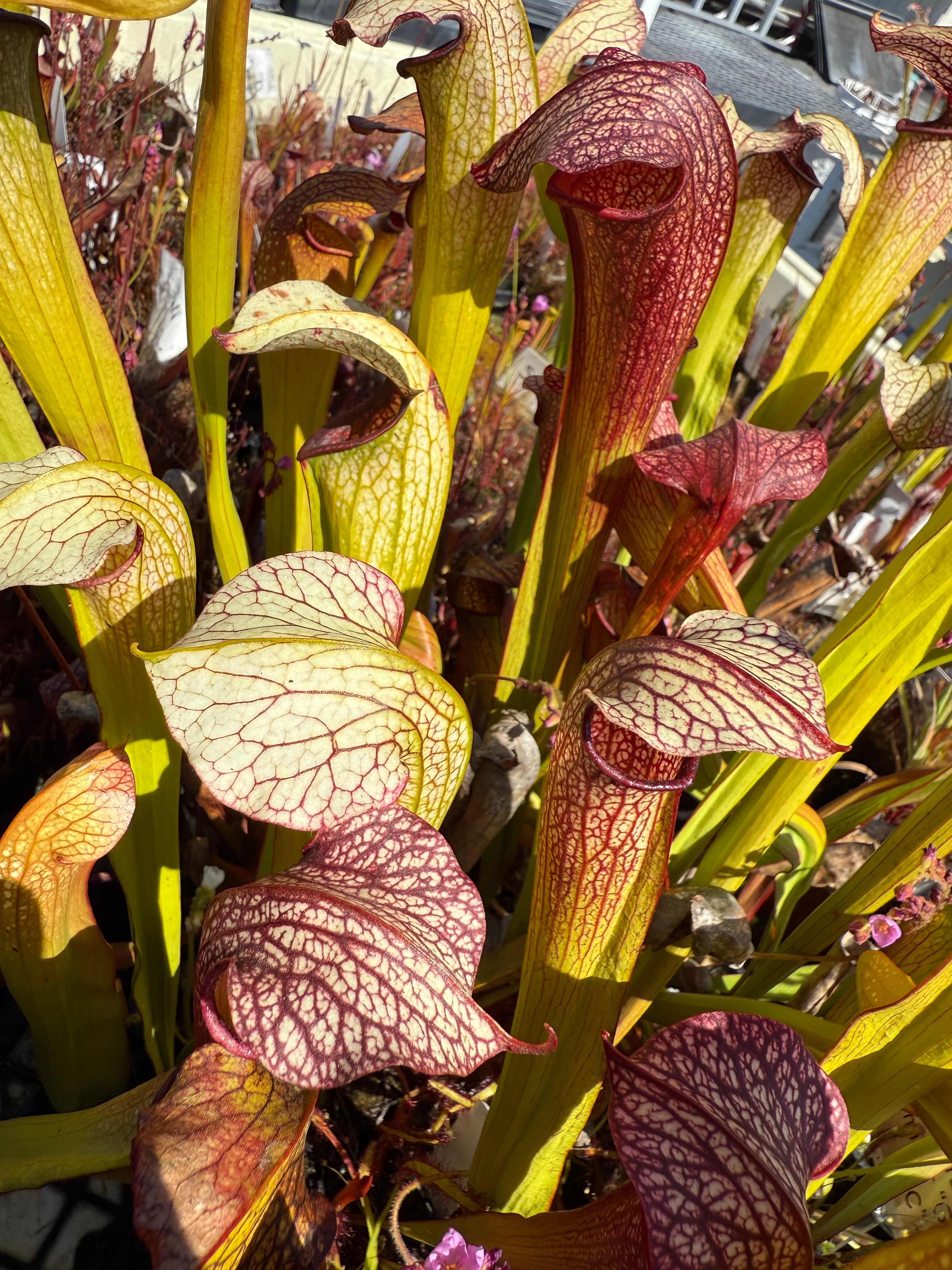 Sarracenia ( 'Leah Wilkerson' ) x minor “Giant CC” Potted