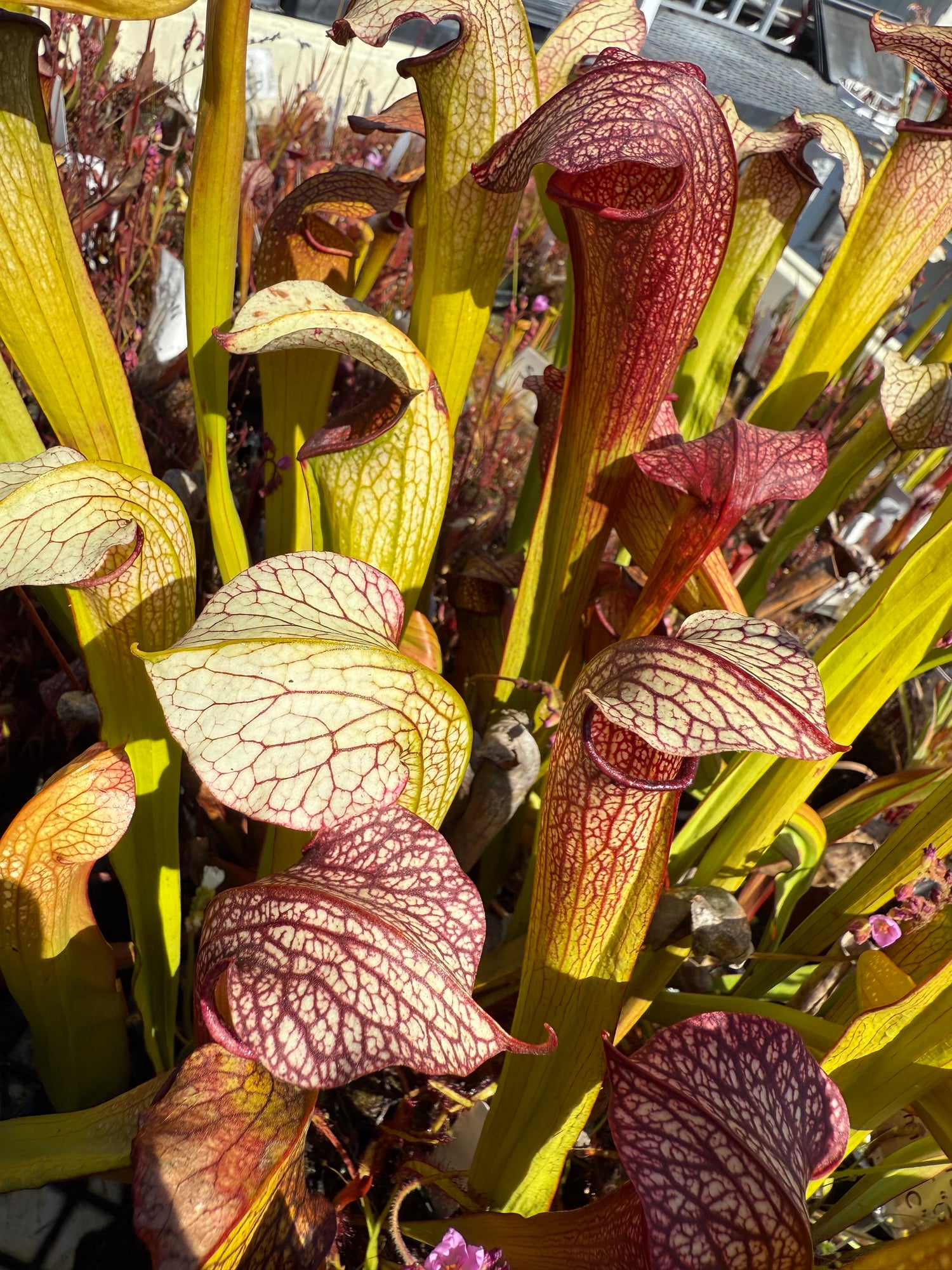 Sarracenia ( ‘Leah Wilkerson’ ) x minor “Giant CC” Potted