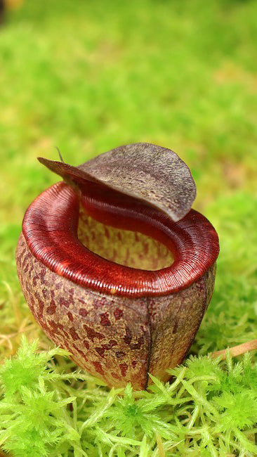 Nepenthes tenuis Potted