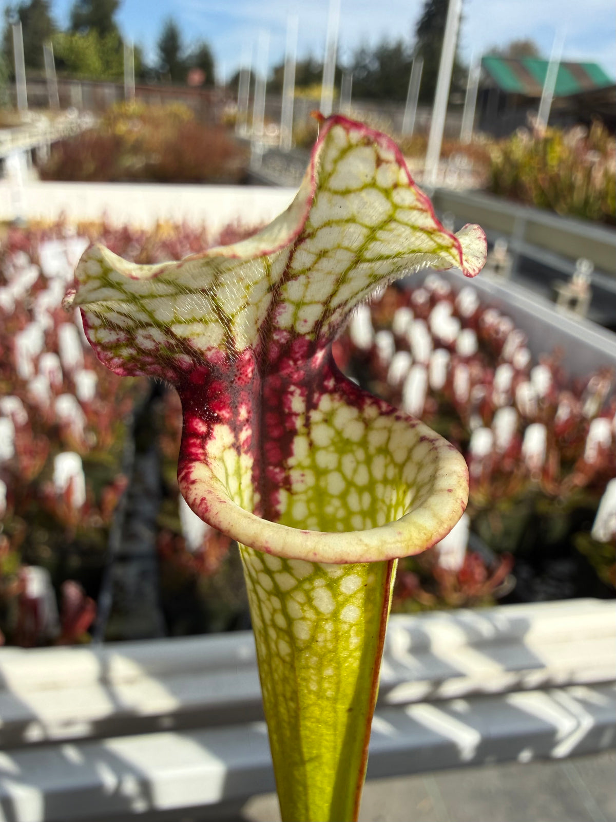 Sarracenia leucophylla ‘S161’ x moorei ‘Atlas 5’ Potted