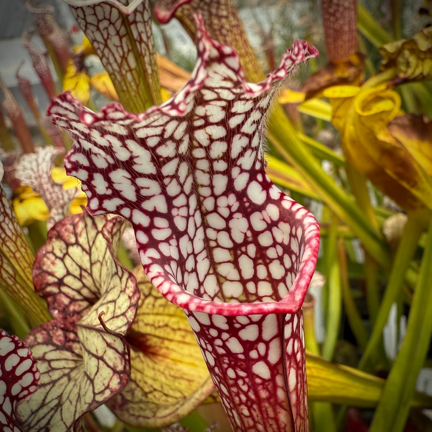 Sarracenia leucophylla "Last Site, Sumter Co, GA" Clone C Potted