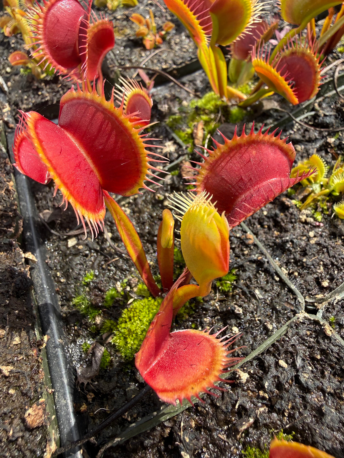 Dionaea m. “Swamp Fire” Potted