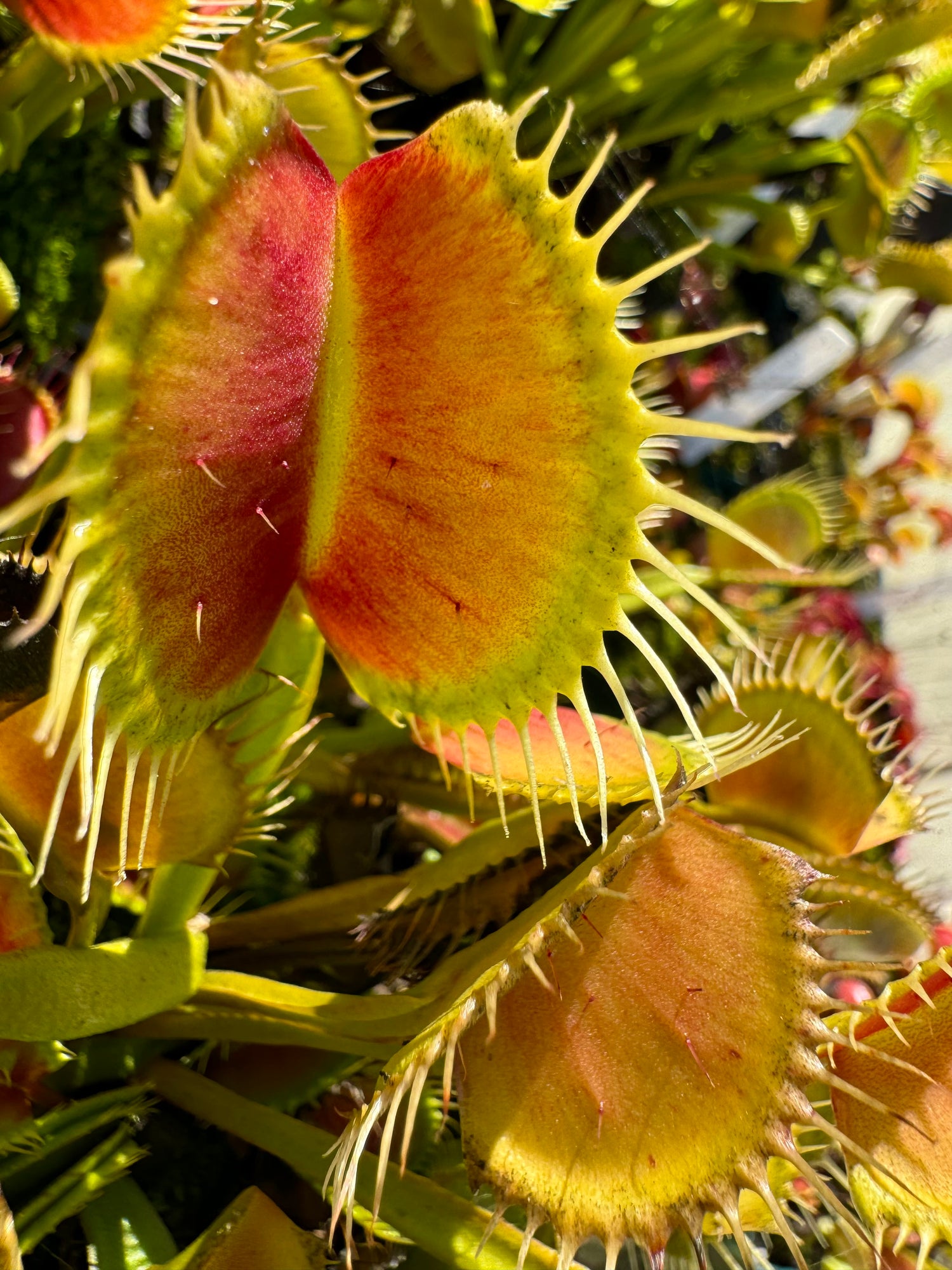 Dionaea m. 'DC-XL' Potted