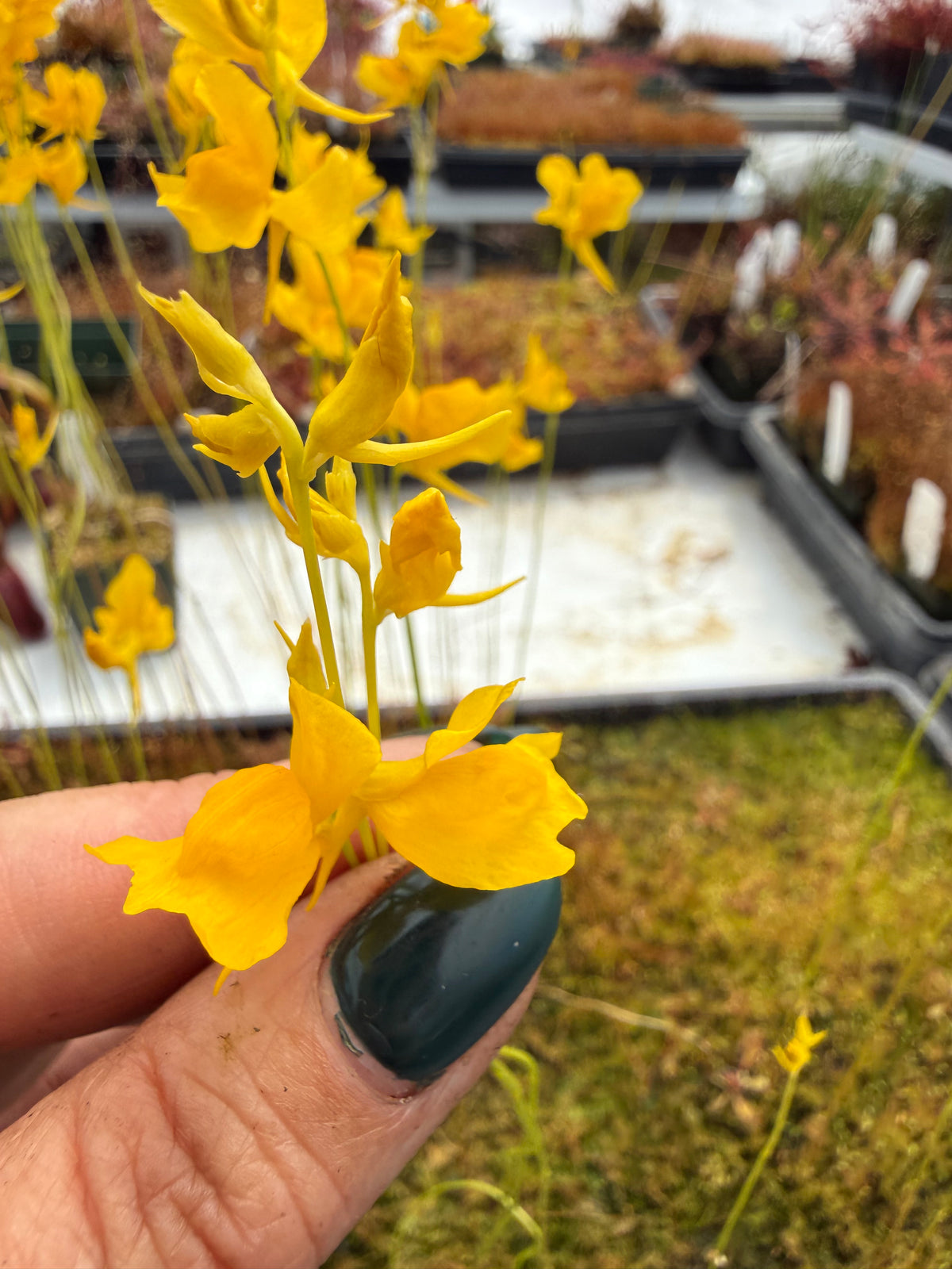 Utricularia cornuta Potted