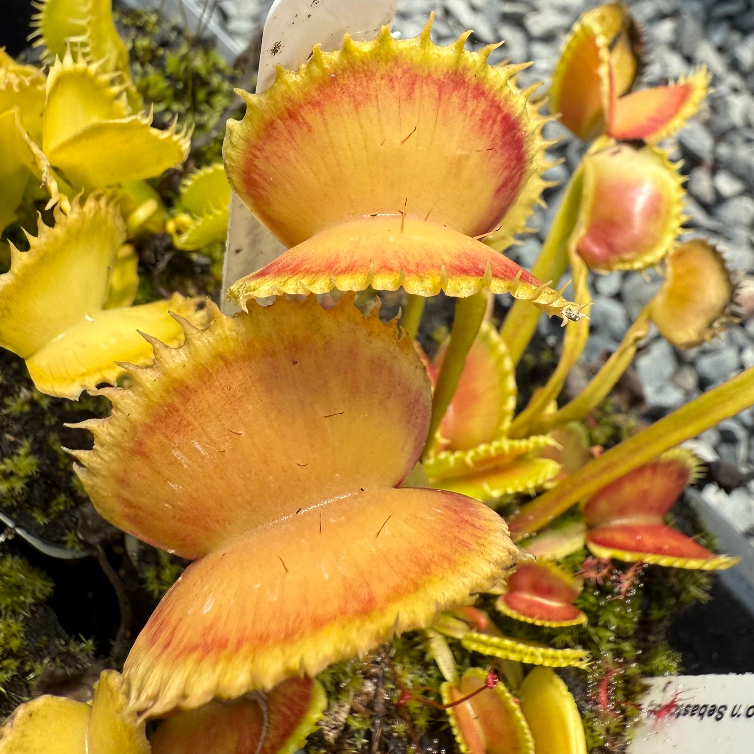Dionaea m. “Werewolf x Werewolf” Seed-Grown Potted