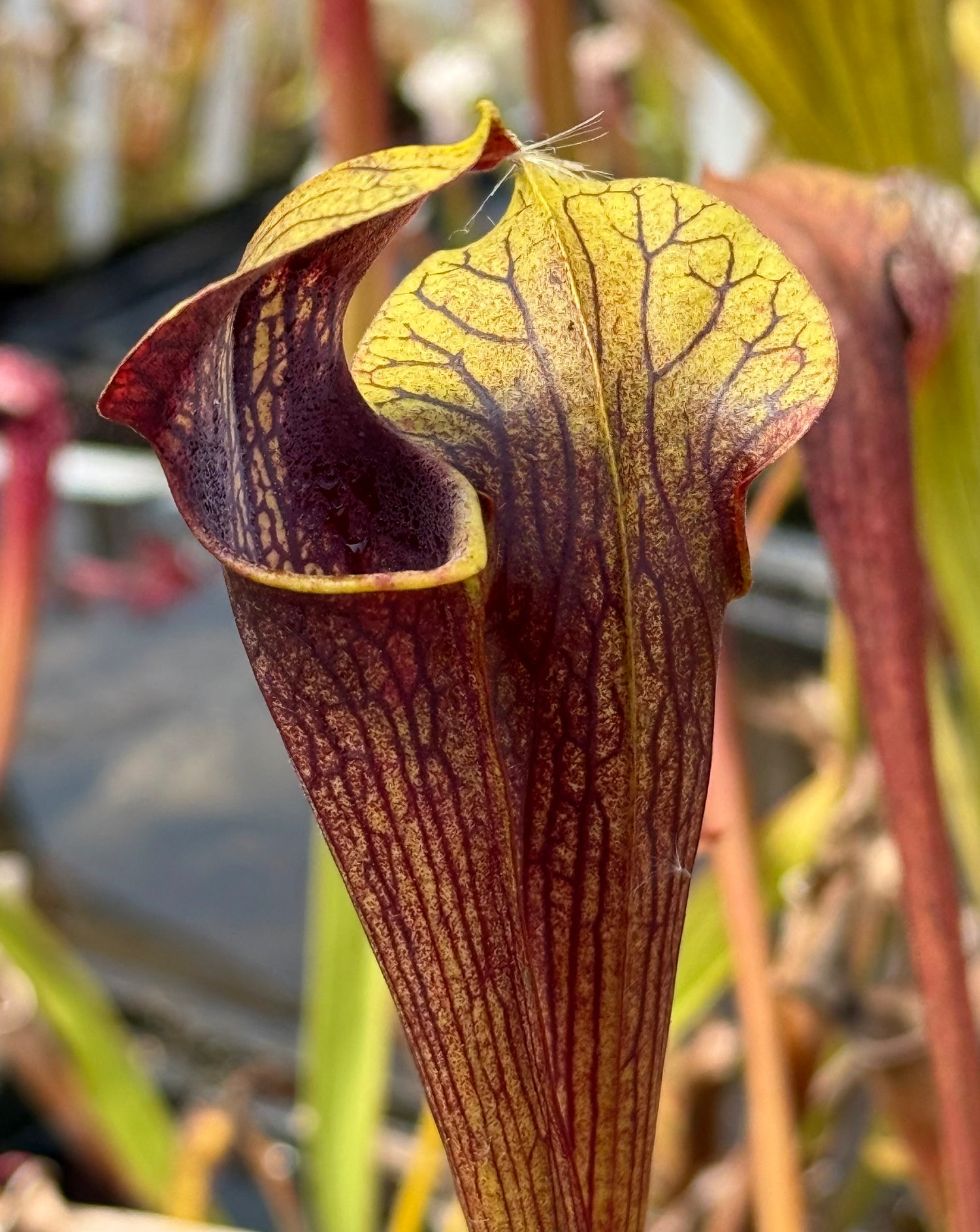 Sarracenia alata "Night" x self DGA1 Potted