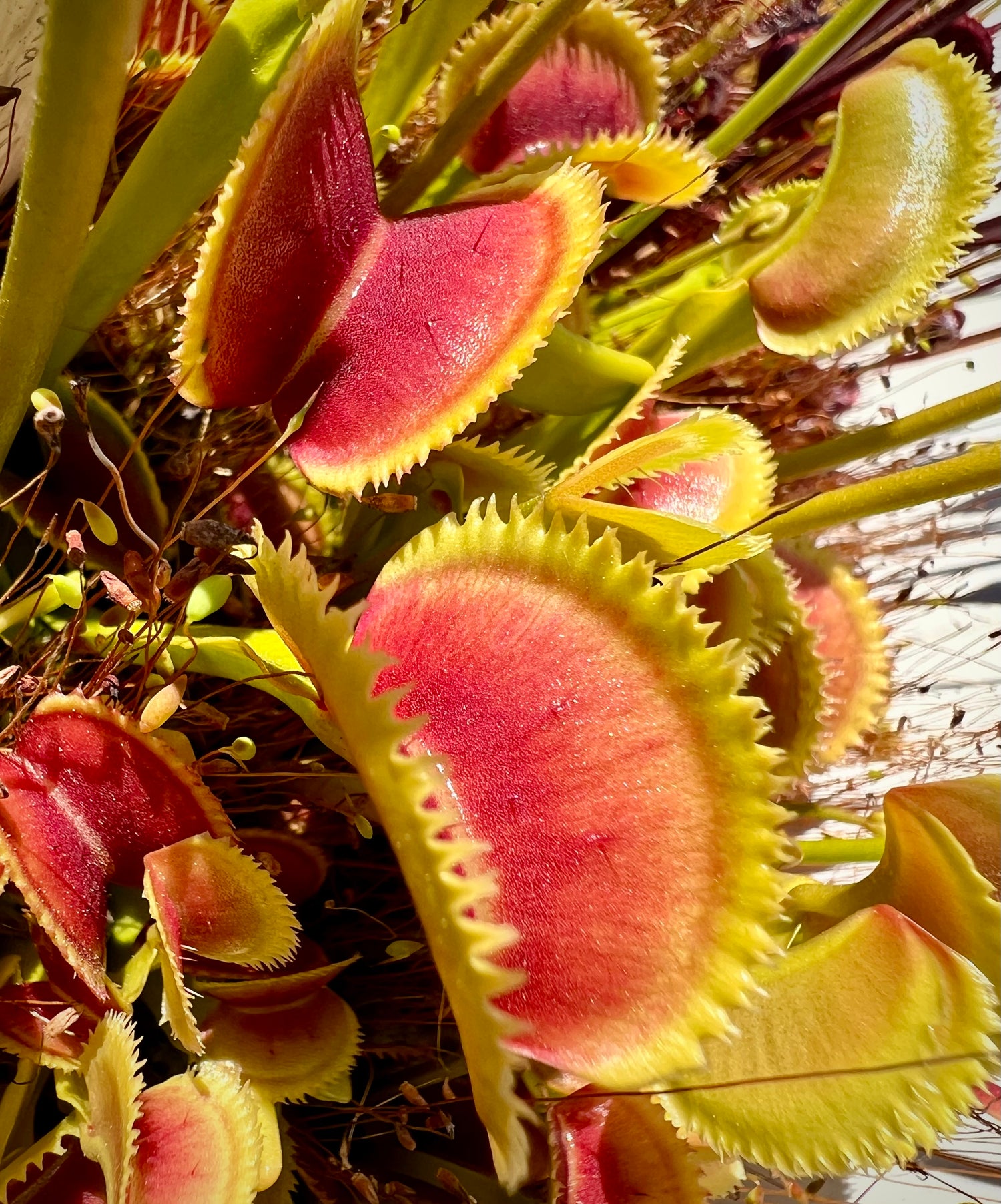Dionaea m. 'Bristle Tooth' JH Potted