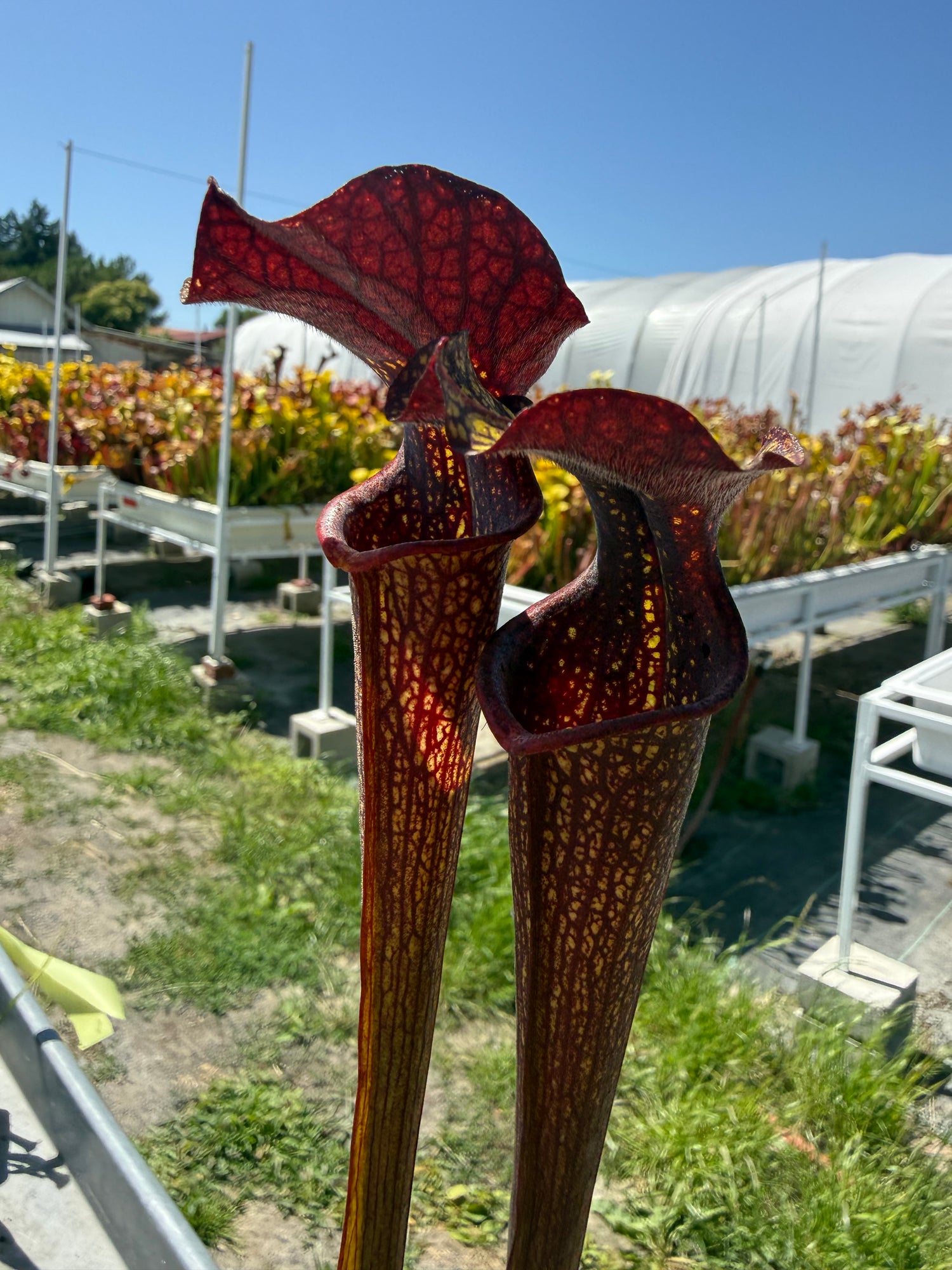 Sarracenia ( alata ‘Night’ x self ) x ( x ‘Royal Ruby ) DGH44 Potted