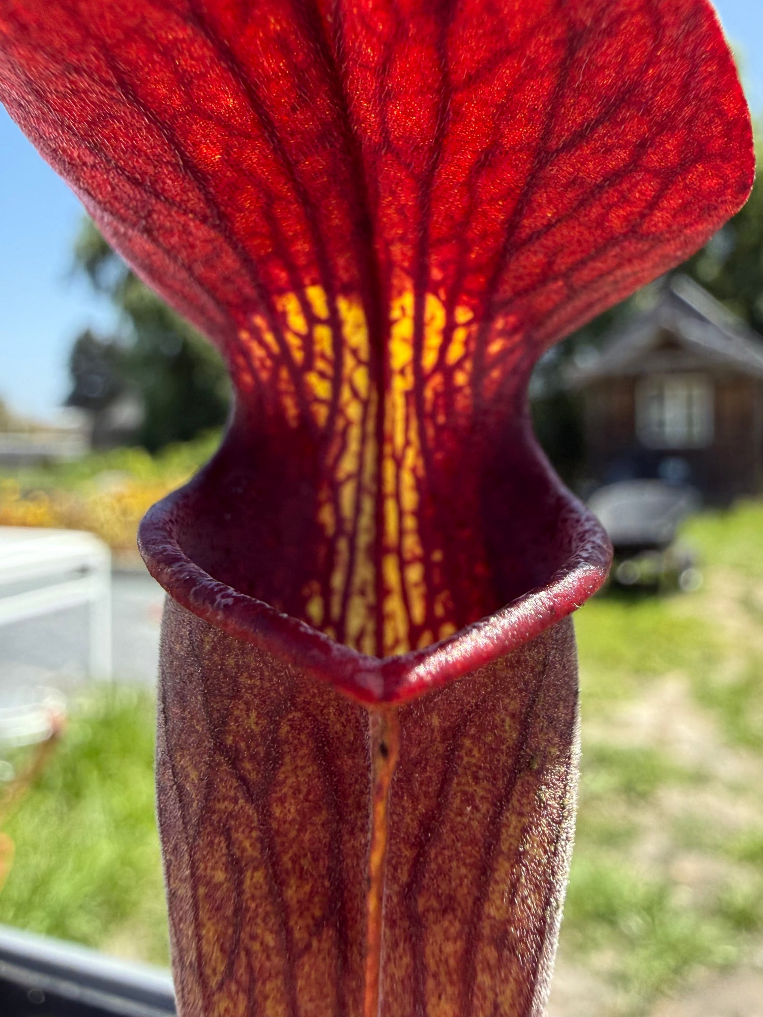 Sarracenia alata “DeSoto National Forest, MA, Stocky Black Tube” MKA28 DG Potted