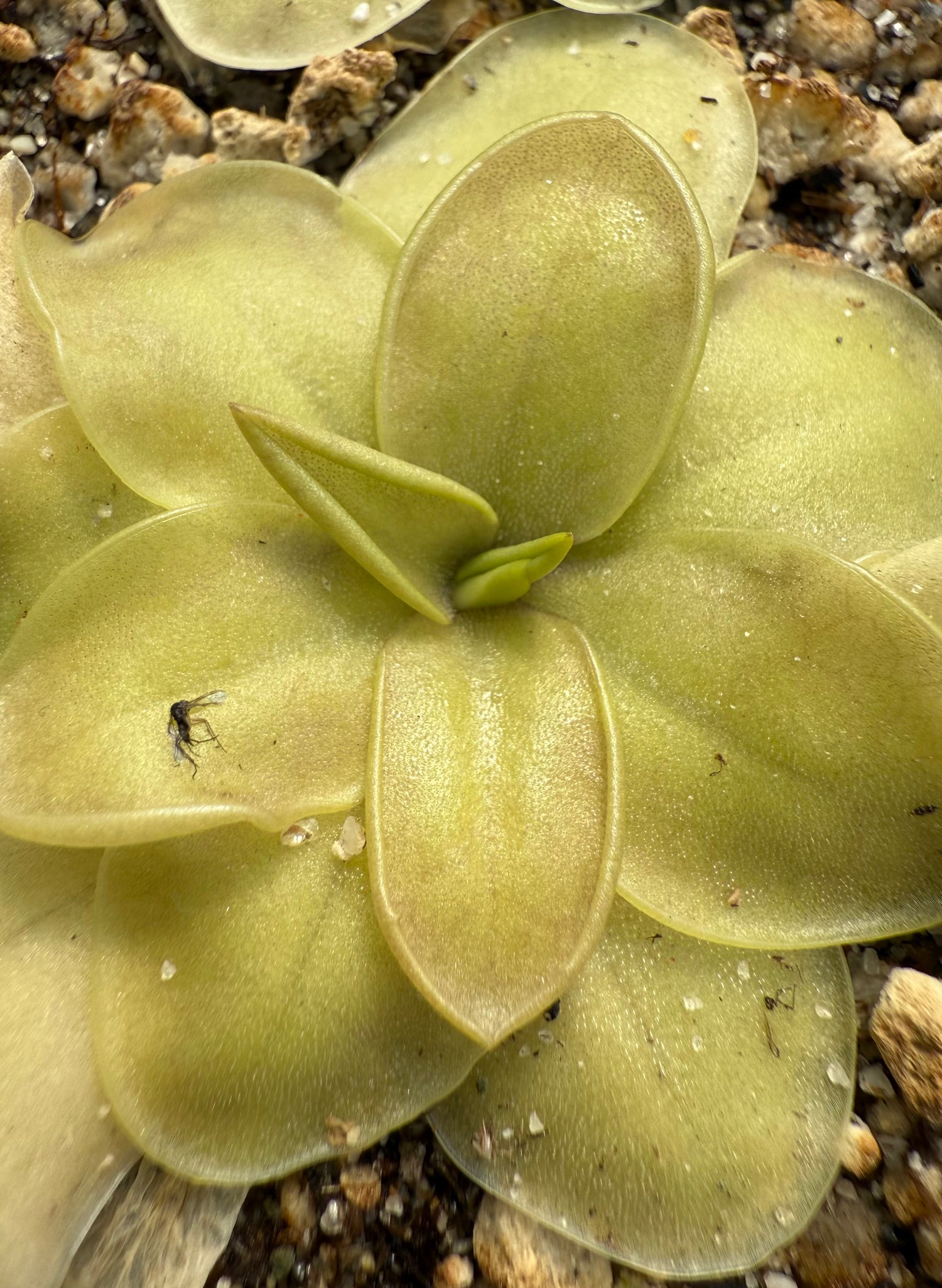 Pinguicula emarginata x sp Lautner 92/52 “Clone KA” BARE ROOT