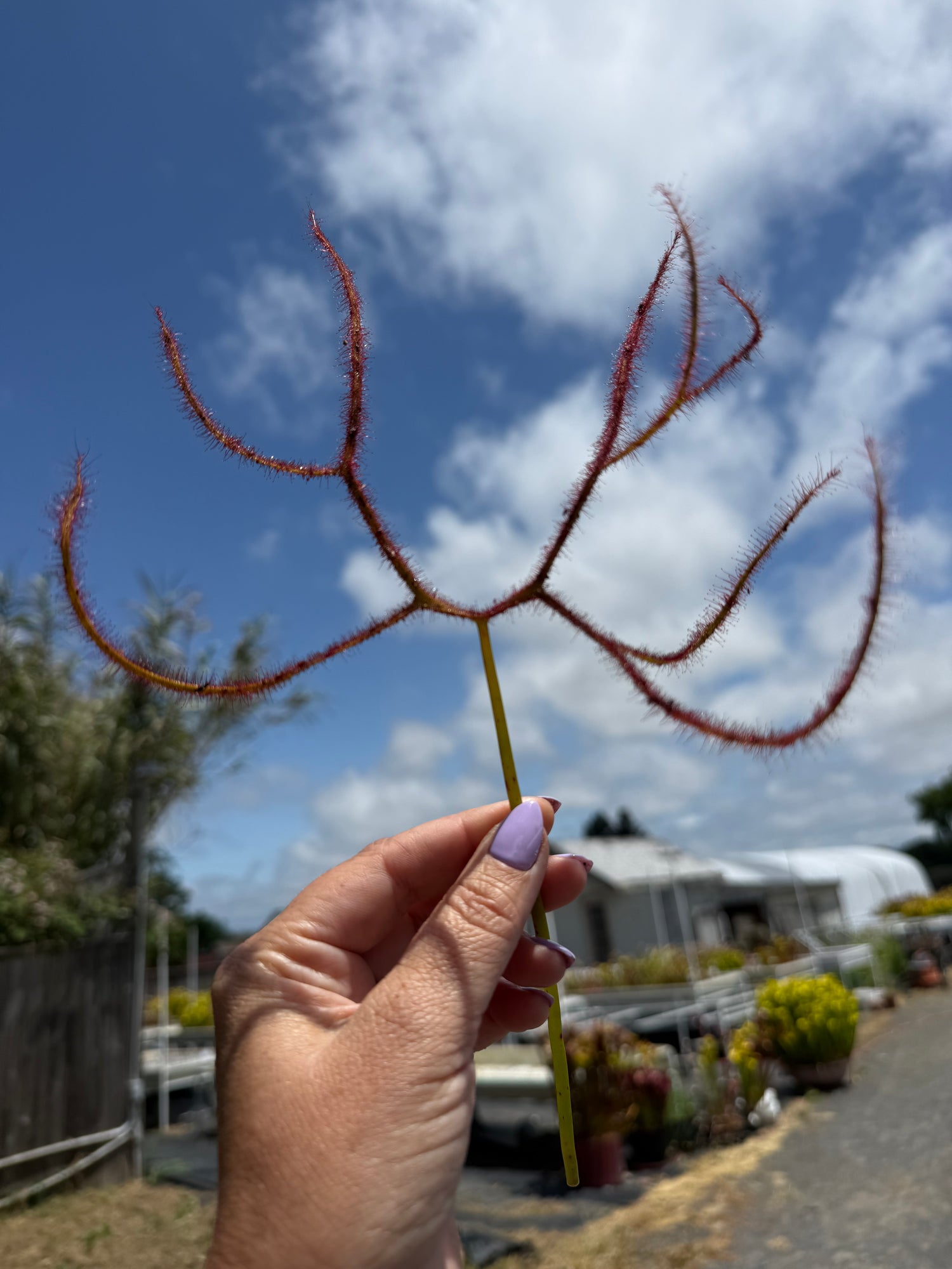 Drosera binata ‘Octopus’ Potted