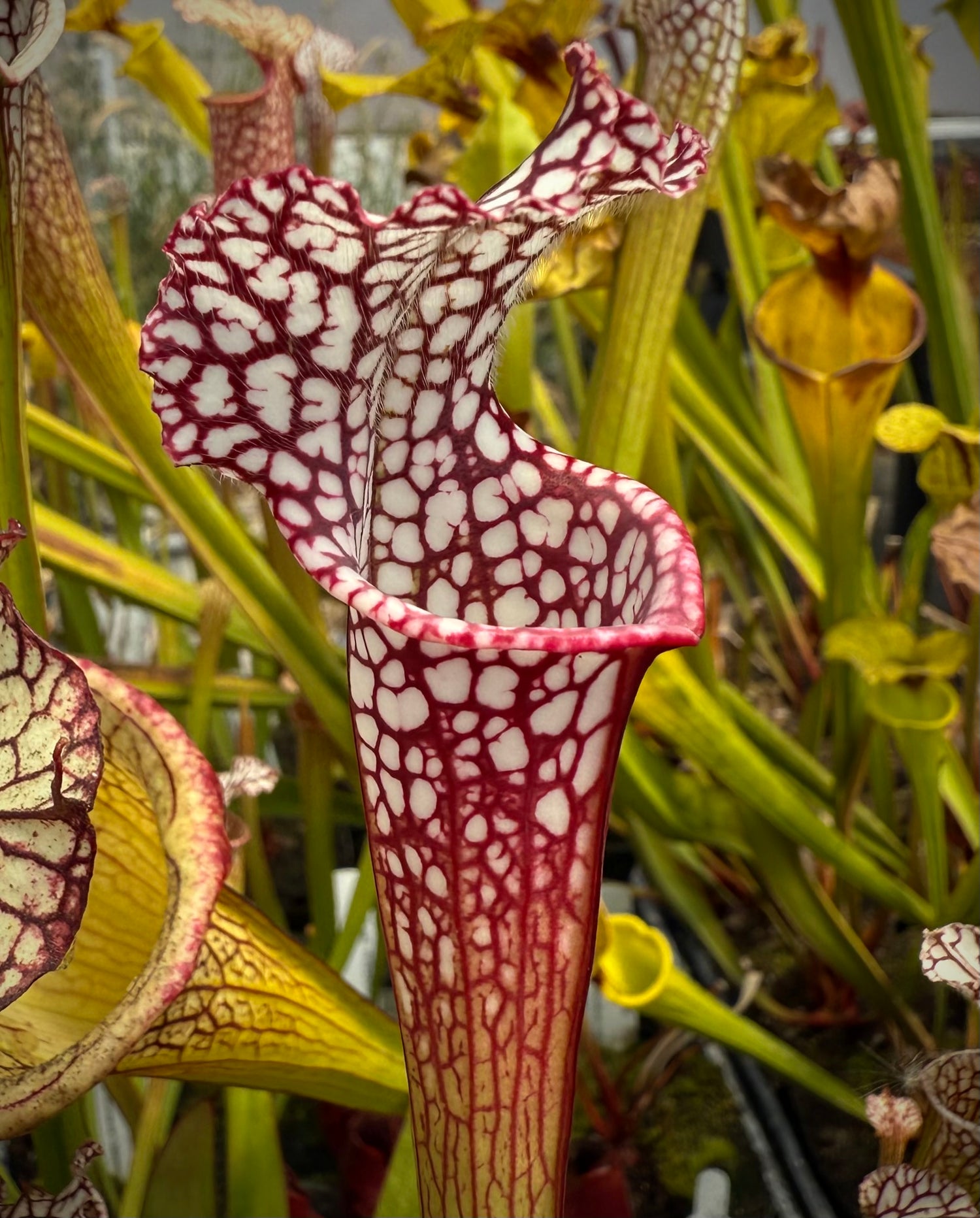 Sarracenia leucophylla "Last Site, Sumter Co, GA" Clone C Potted