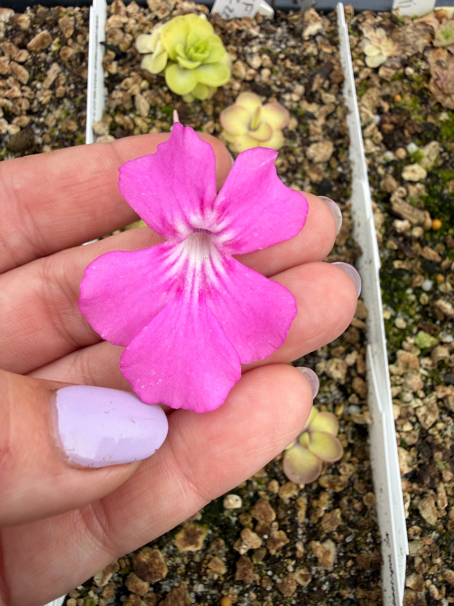 Pinguicula zecheri ‘Faulisi’ BARE ROOT