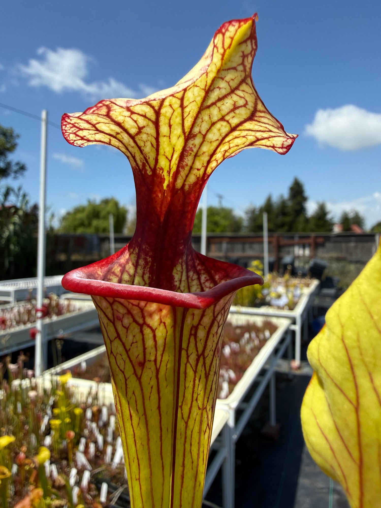 Sarracenia  ( x 'Caitrin Claire’ ) x flava rugelii 'Bud's Gargoyle’ Potted