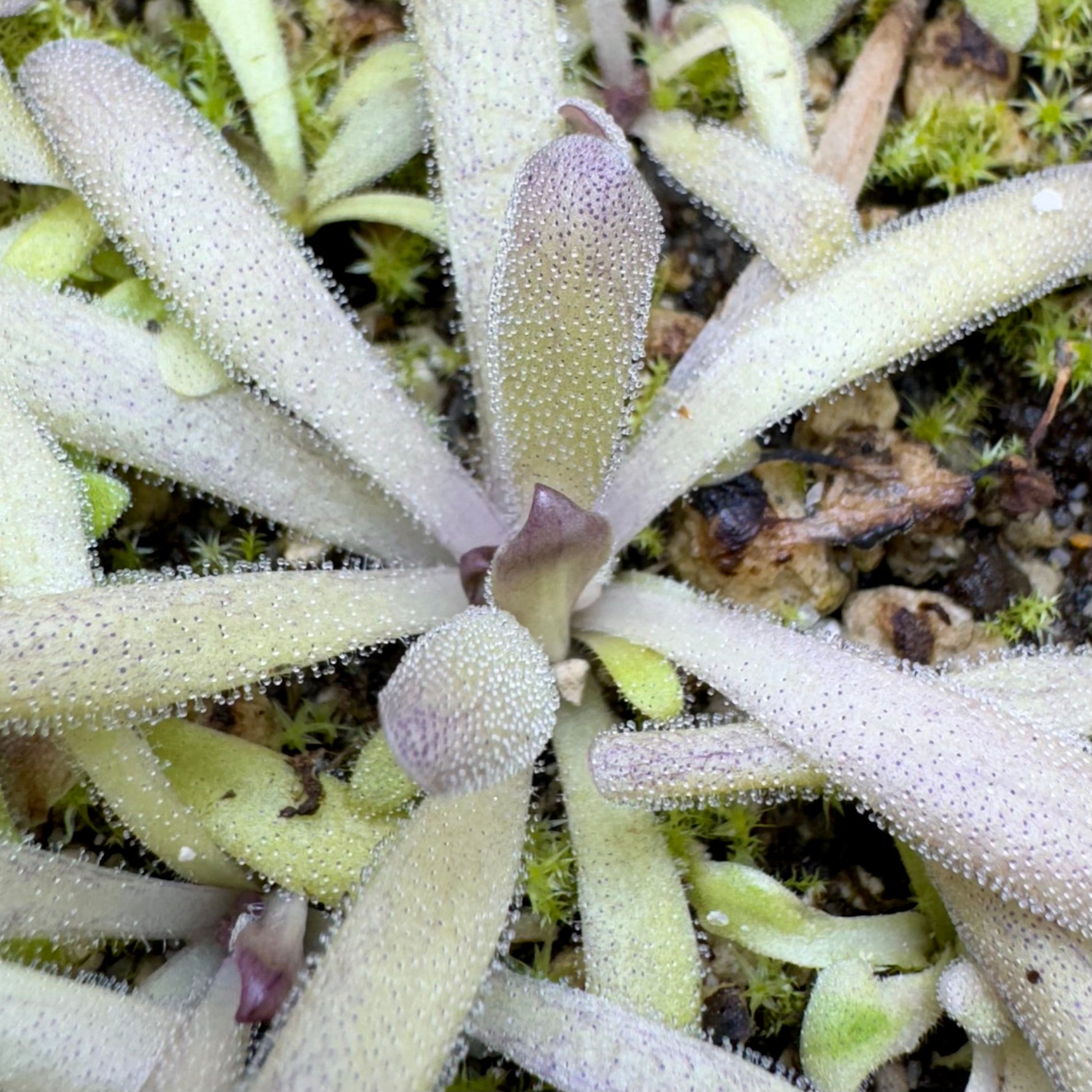 pinguicula succulent phase Pinguicula x “Twilight Sparkle” BARE ROOT