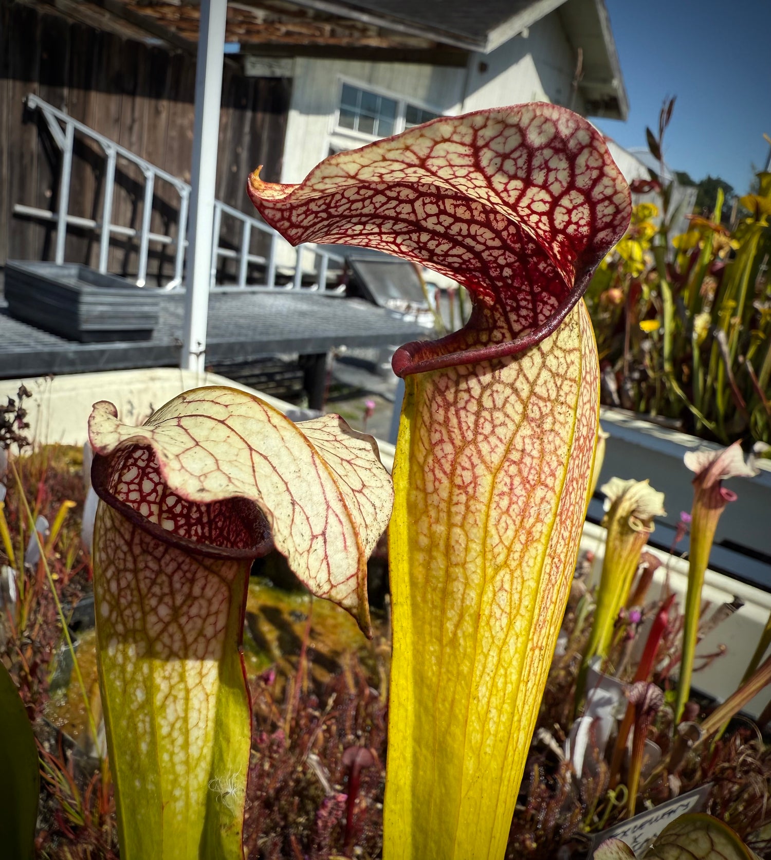 Sarracenia ( ‘Leah Wilkerson’ ) x minor “Giant CC” Potted
