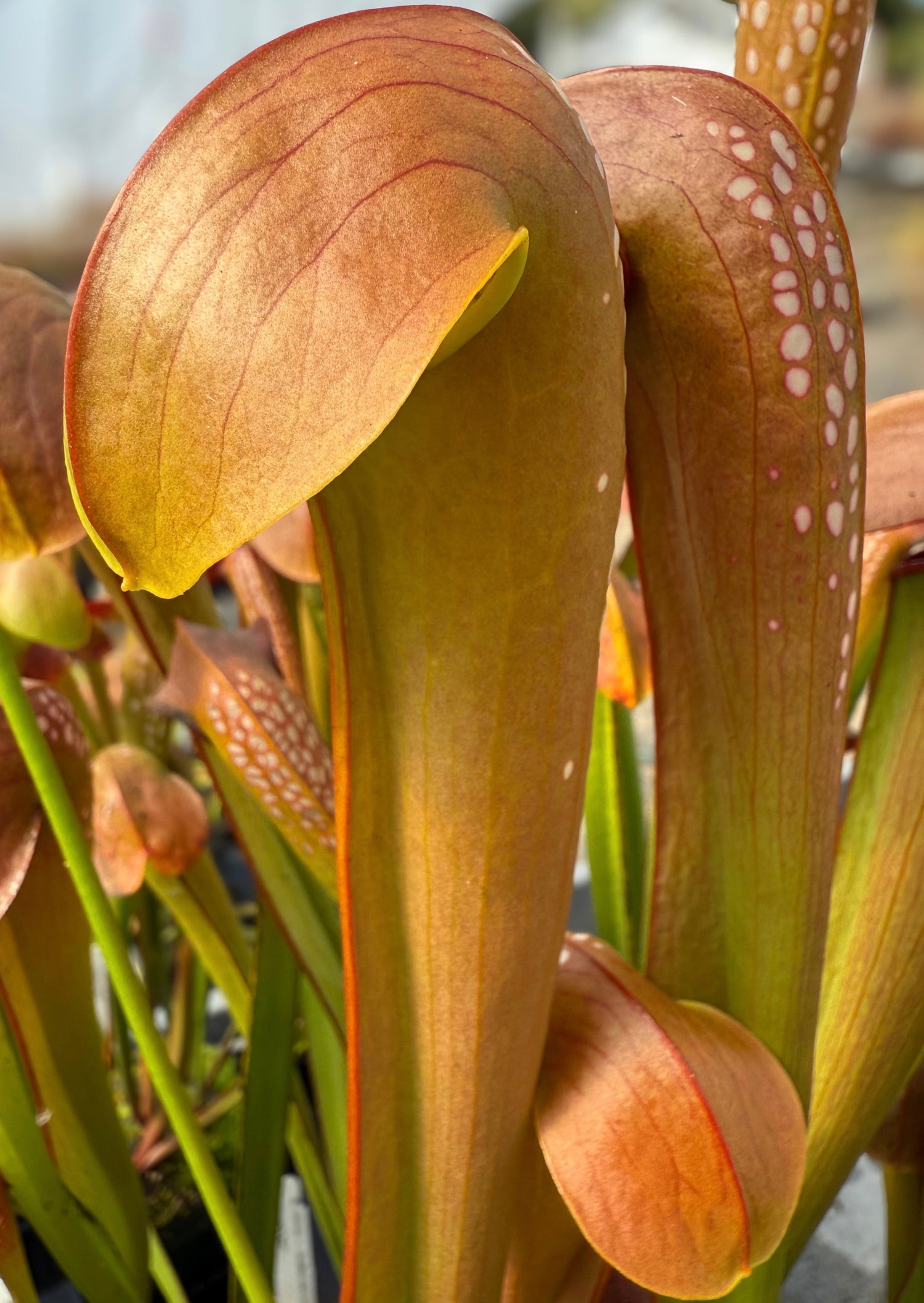 Sarracenia minor v. okefenokeensis “Wilder’s Best” Division Potted