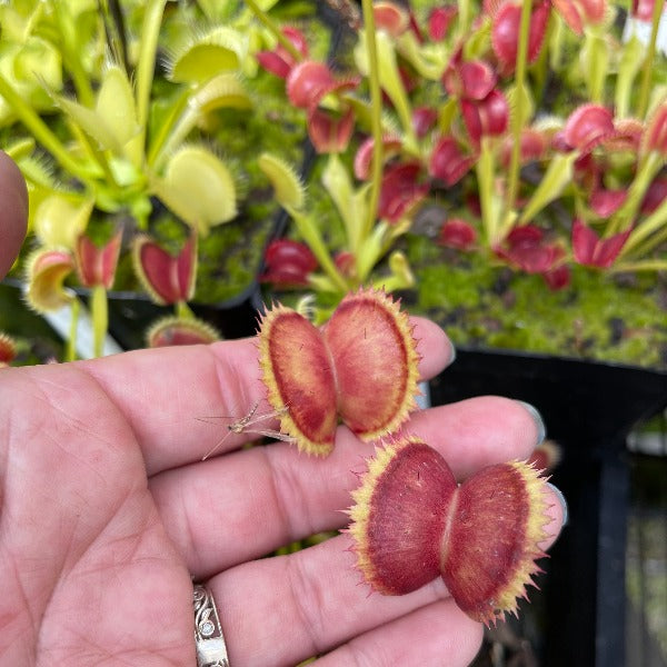 Dionaea Carniplants 003 venus flytrap