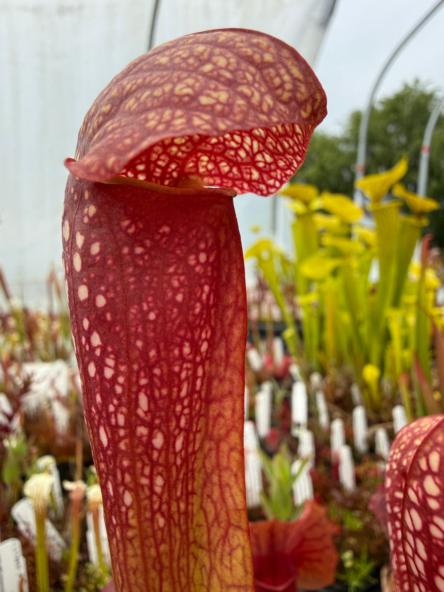 Sarracenia x 'Judy' Potted