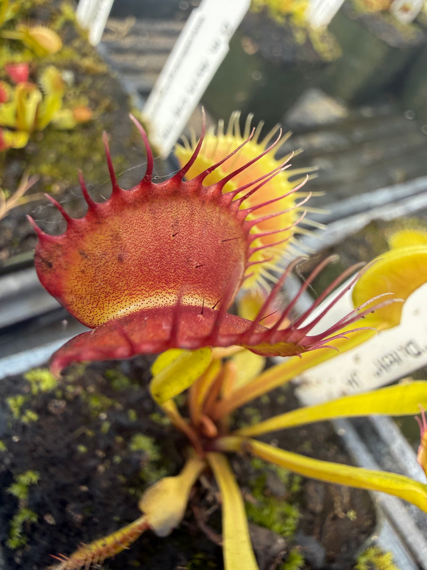 Dionaea m. “Dutch” JH Potted