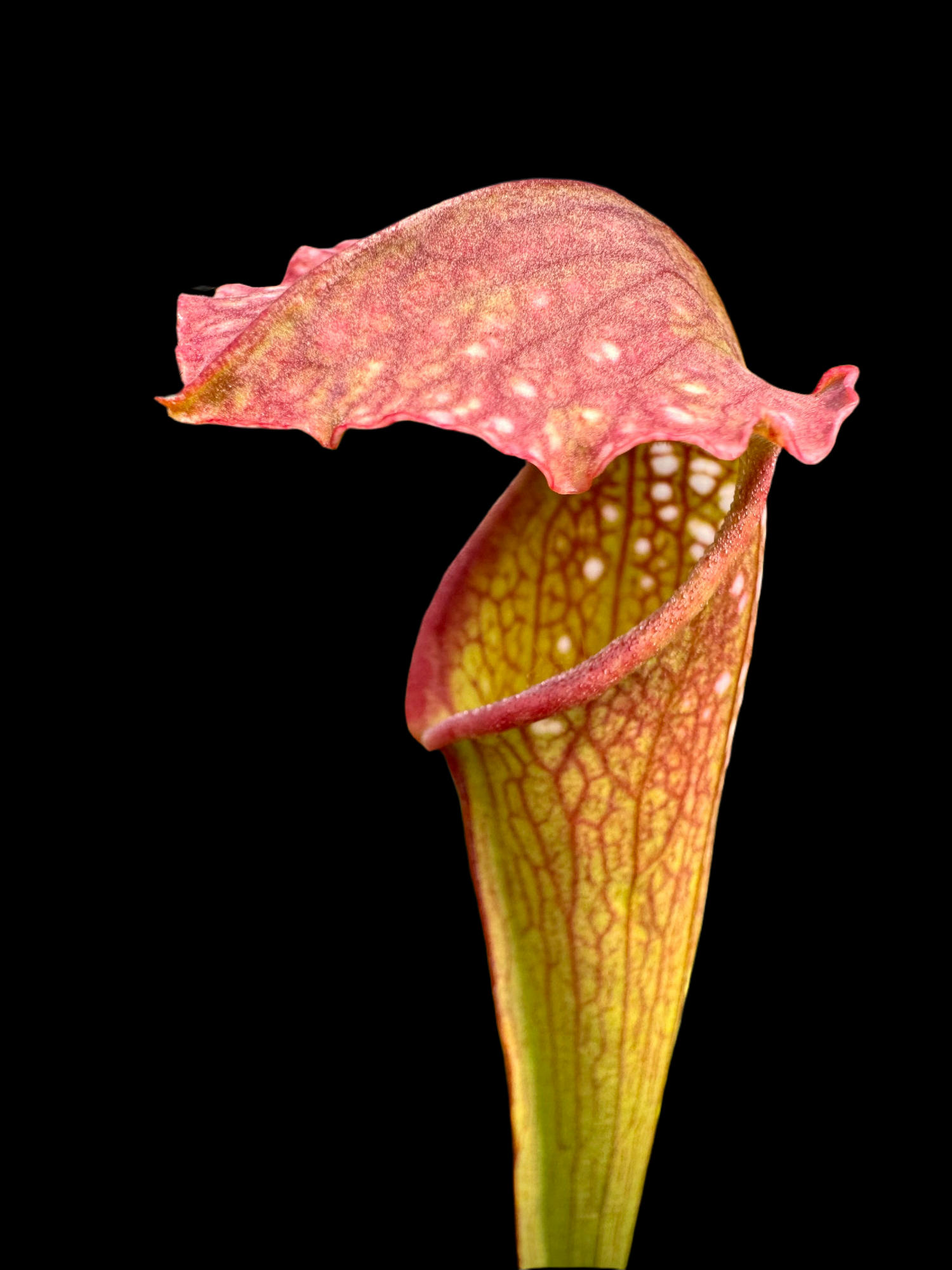 Sarracenia x excellens Potted