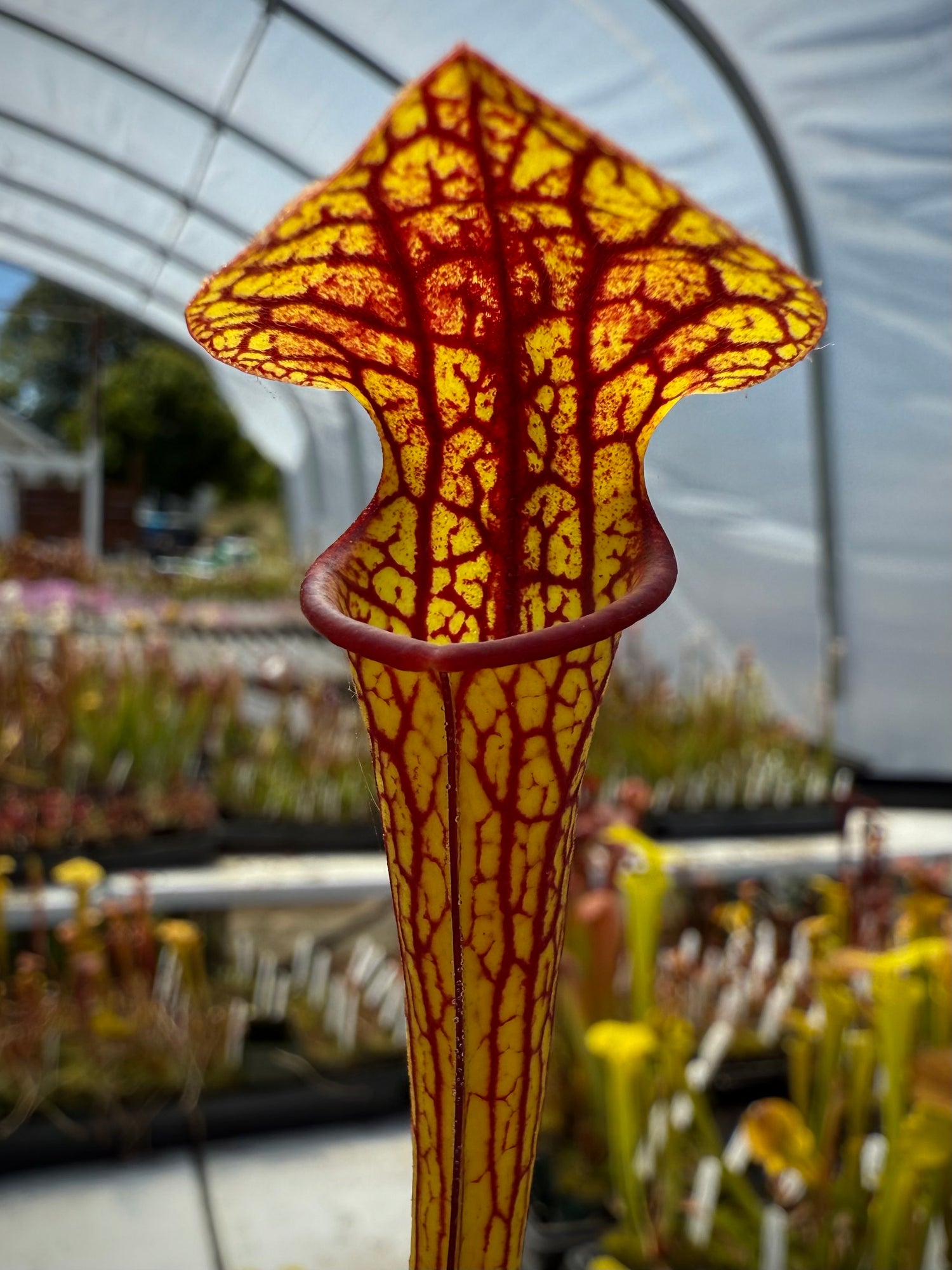 Sarracenia ( oreophila x flava “Giant” ) x ( x ‘Saurus’ ) Potted