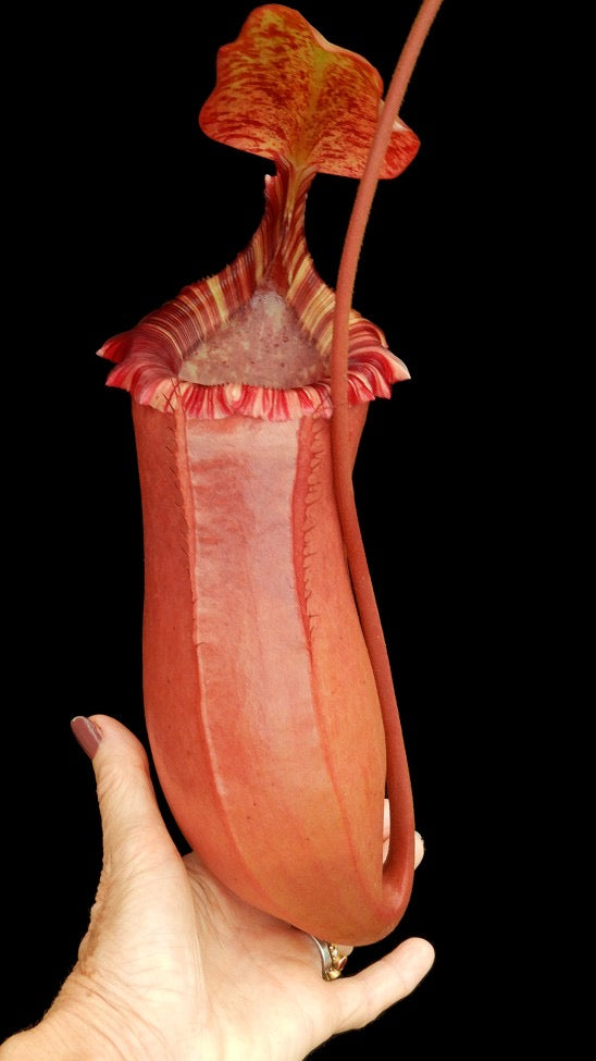 Nepenthes sibuyanensis x (veitchii x lowii ) Potted