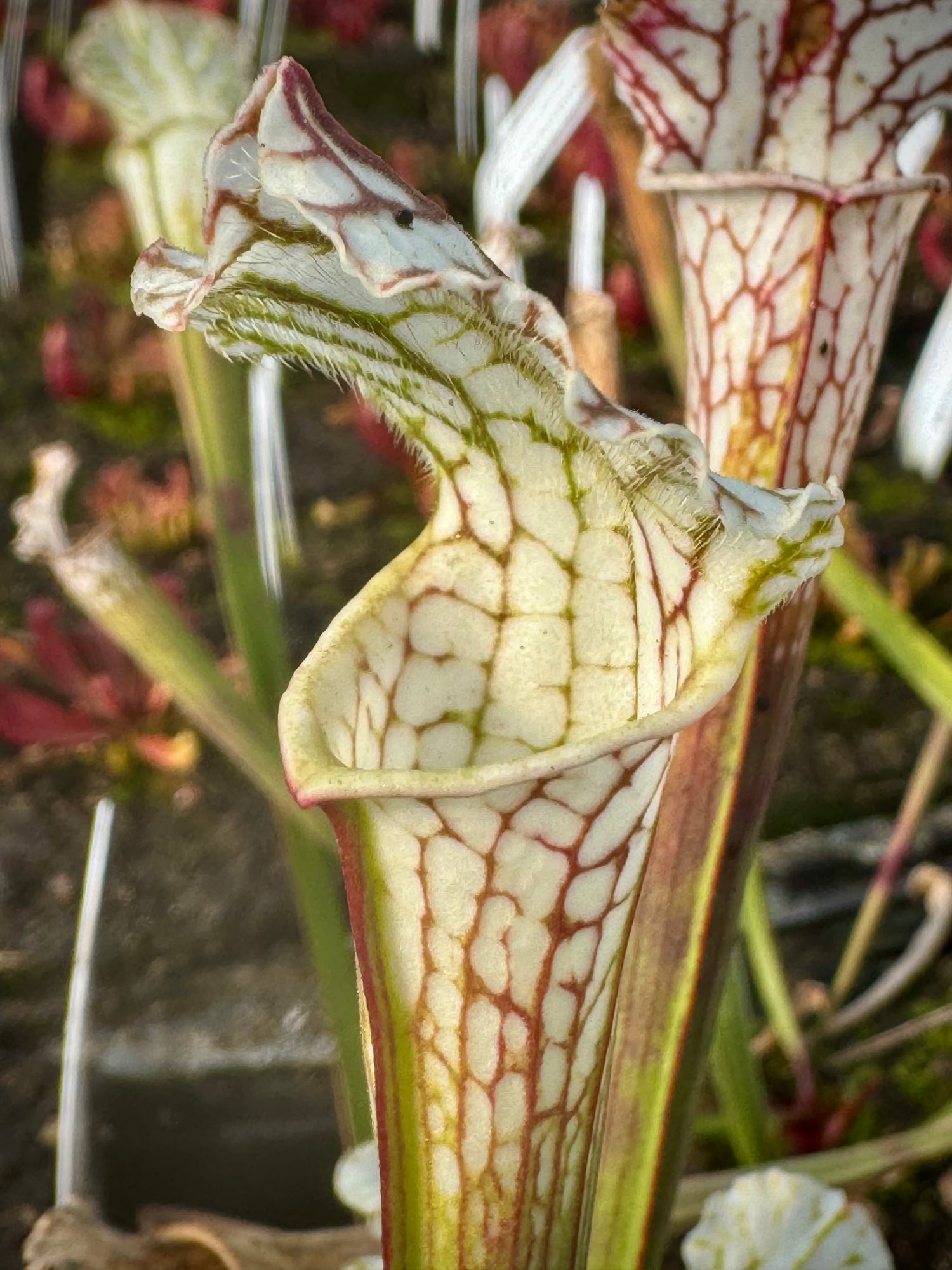 Sarracenia leucophylla "Baldwin Co, AL" Potted