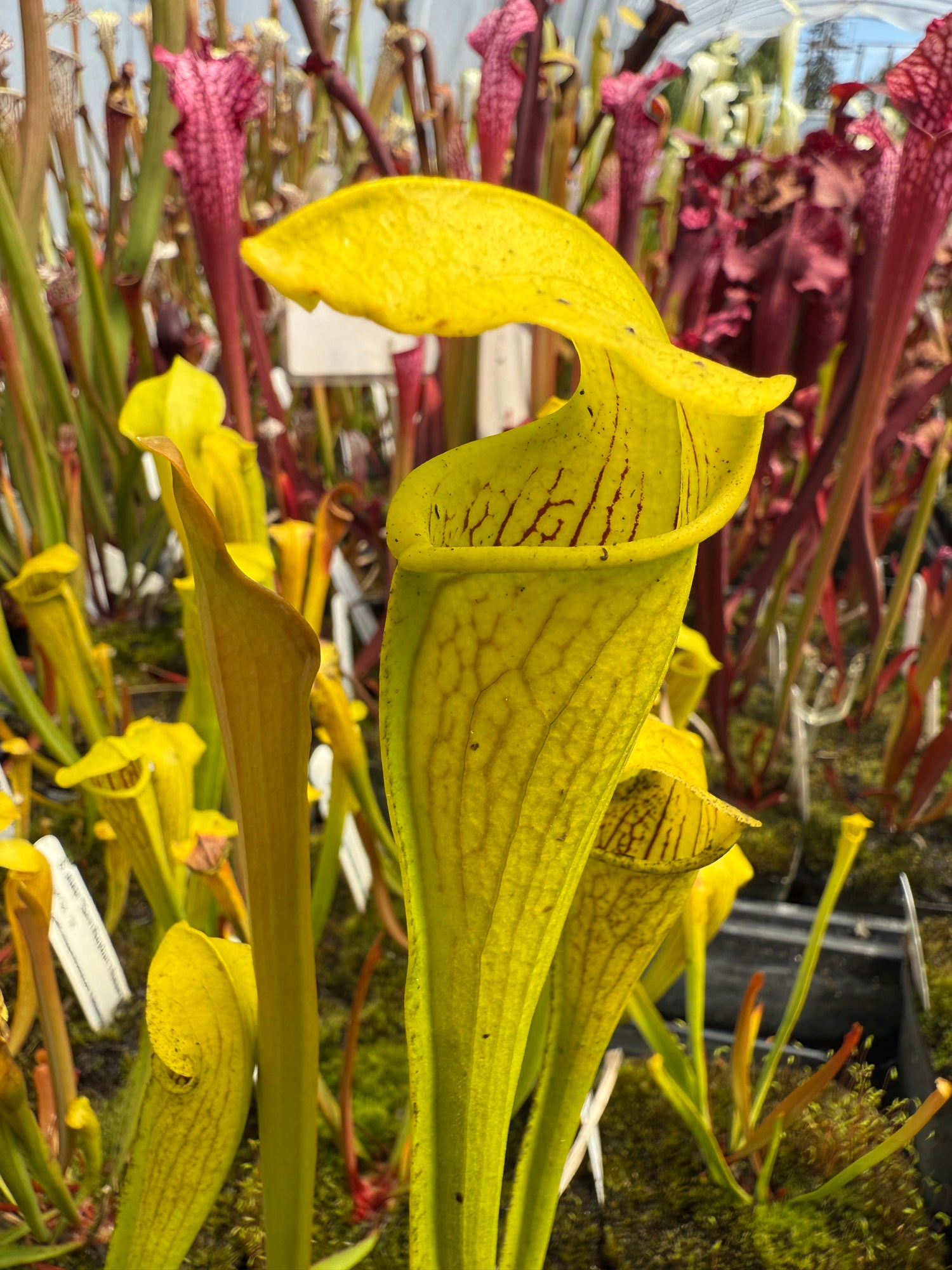 Sarracenia alata “Sam Rayburn Reservoir, Jasper Co, TX” Potted