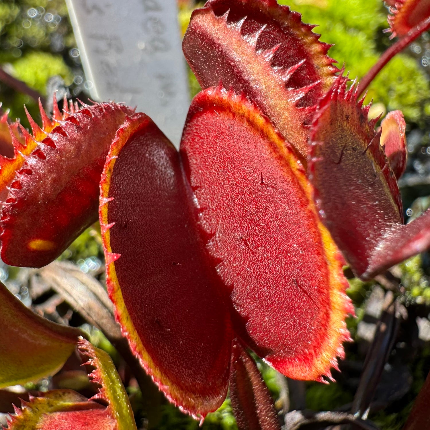 Dionaea m. “Trev’s Red Dentate” Potted