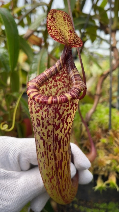 Nepenthes vogelii x ventricosa “Select Clone” Potted