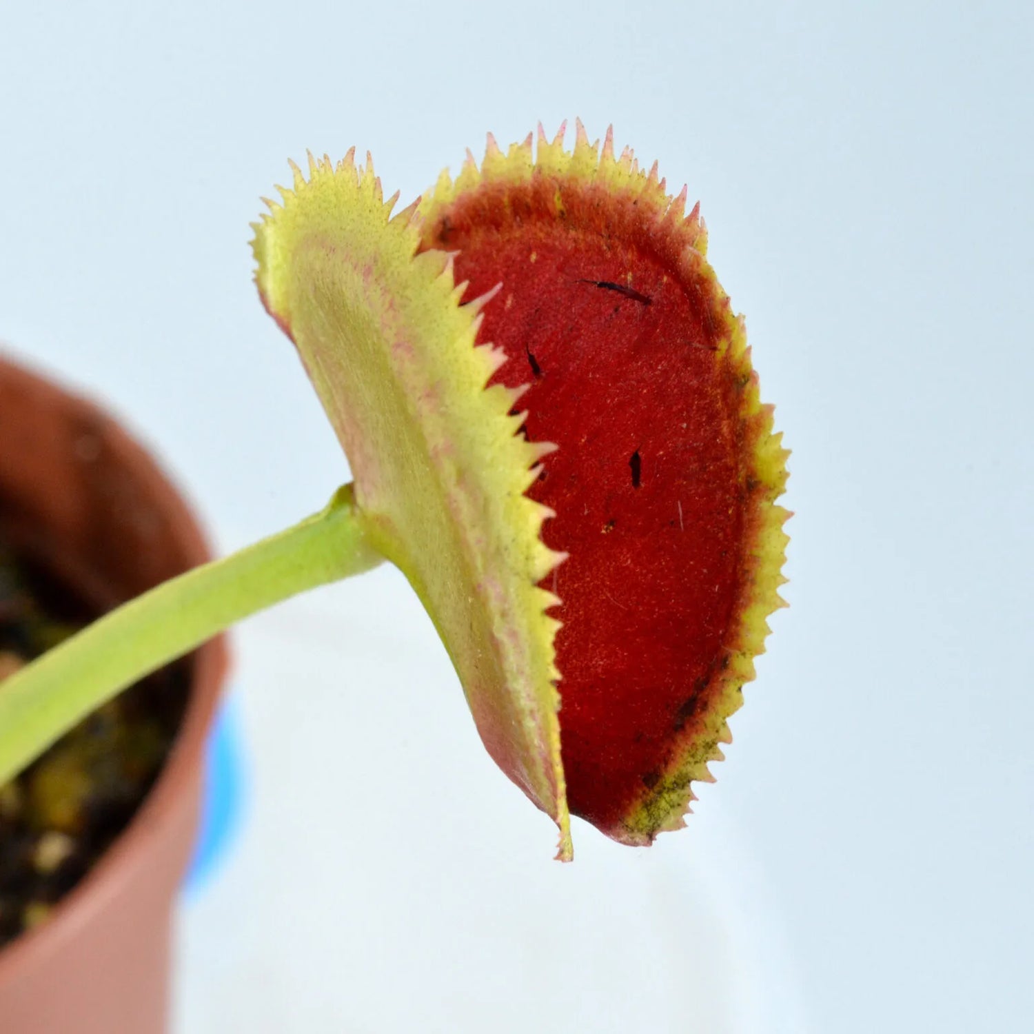 Dionaea m. ‘FTS Trigger Happy' Potted