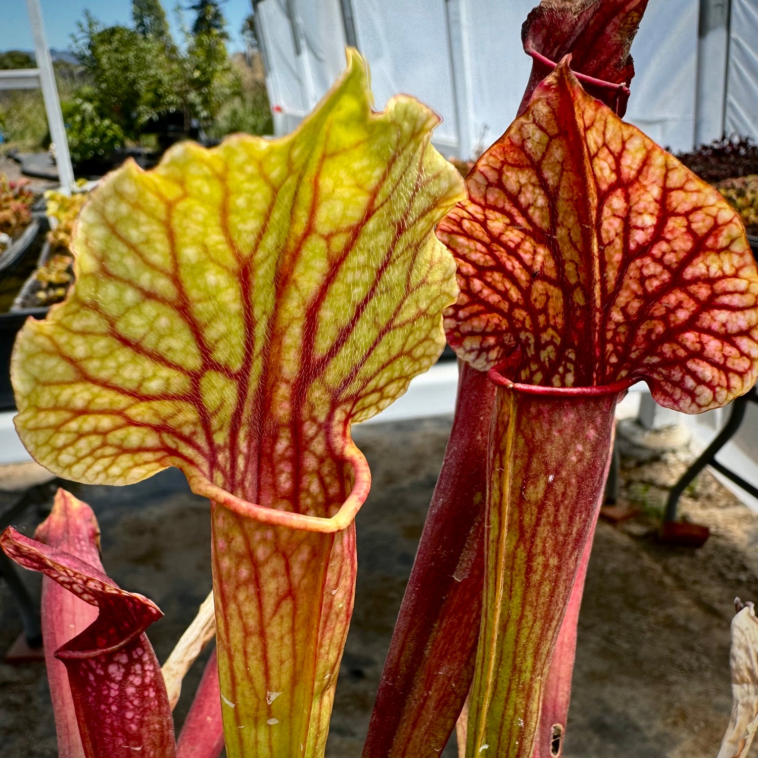 Sarracenia ( x ‘Leo Song’ ) x ( x ‘Camisole’ ) Potted