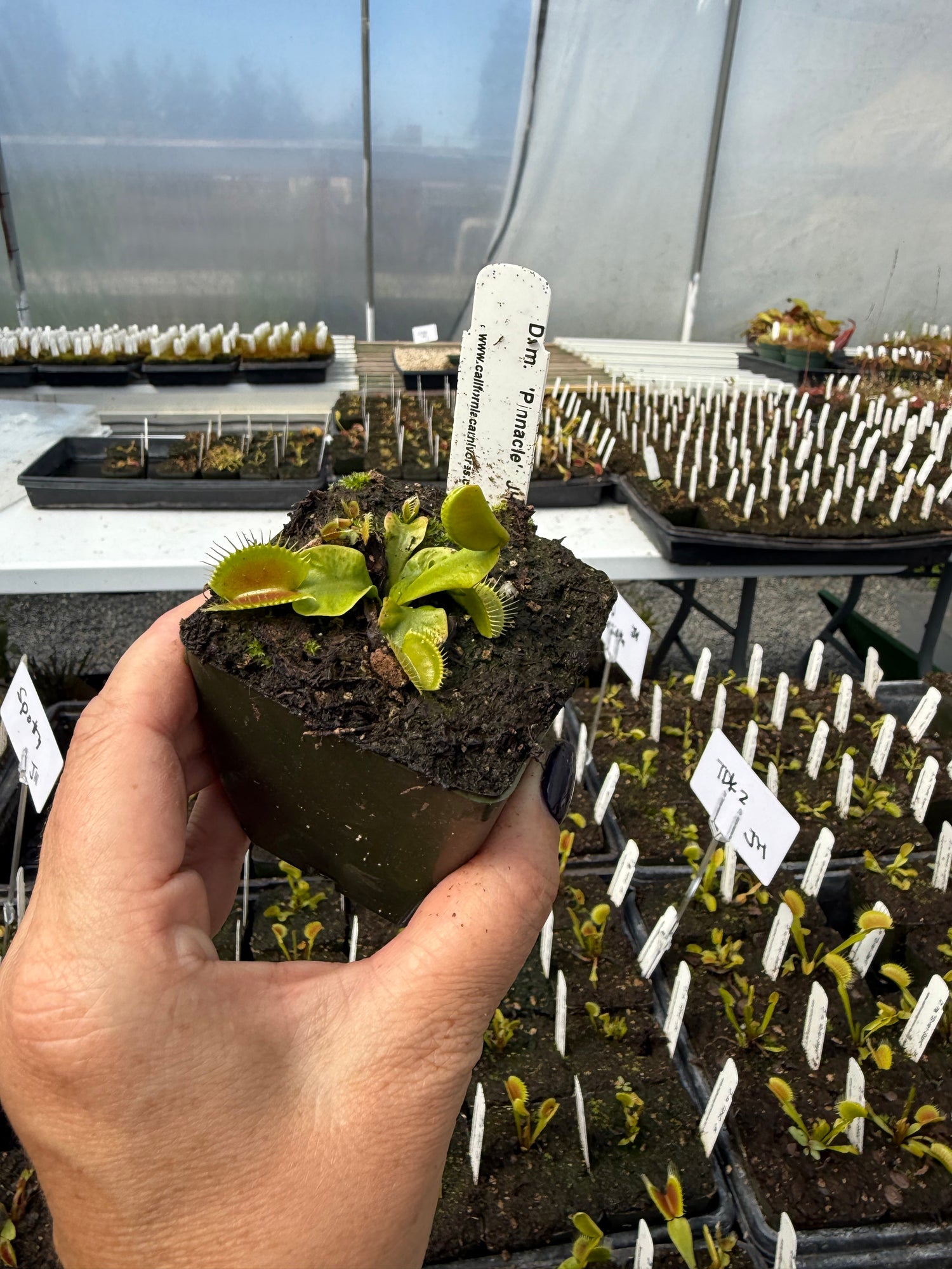 Dionaea m. ‘Pinnacle’ JH Potted