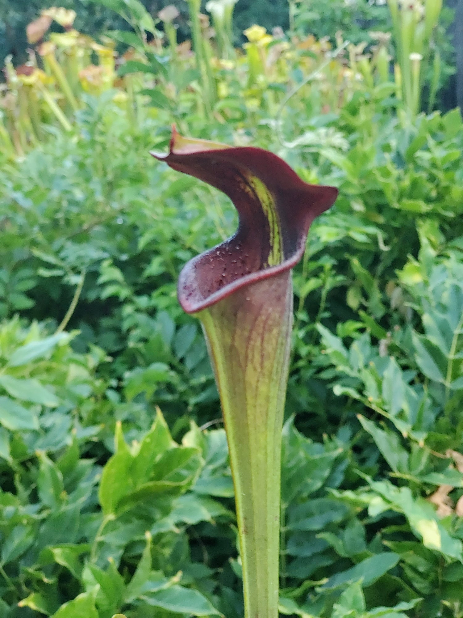Sarracenia alata var nigropurpurea MK A60 DG Potted