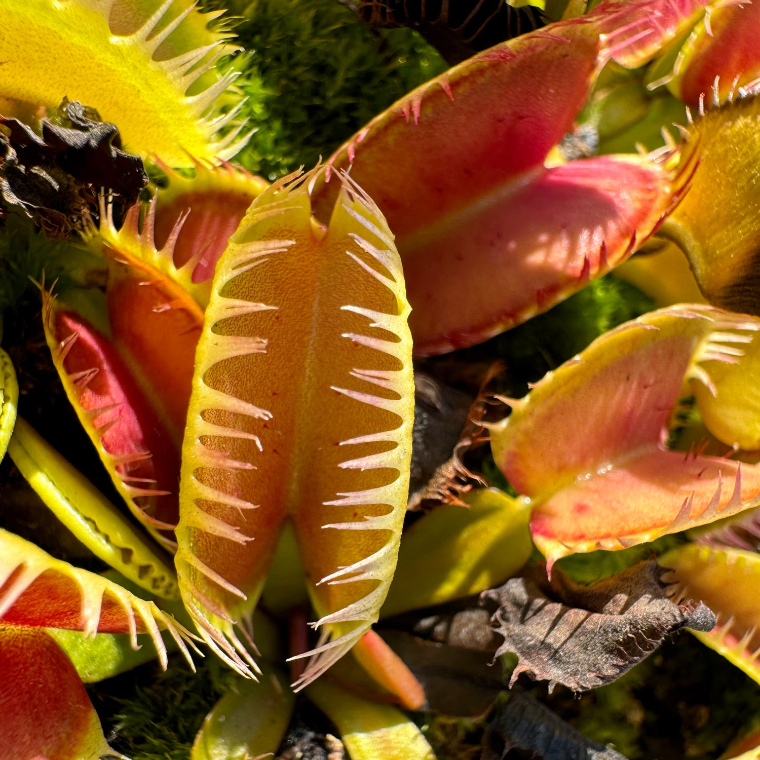 Dionaea m. 'Louchapates' Potted