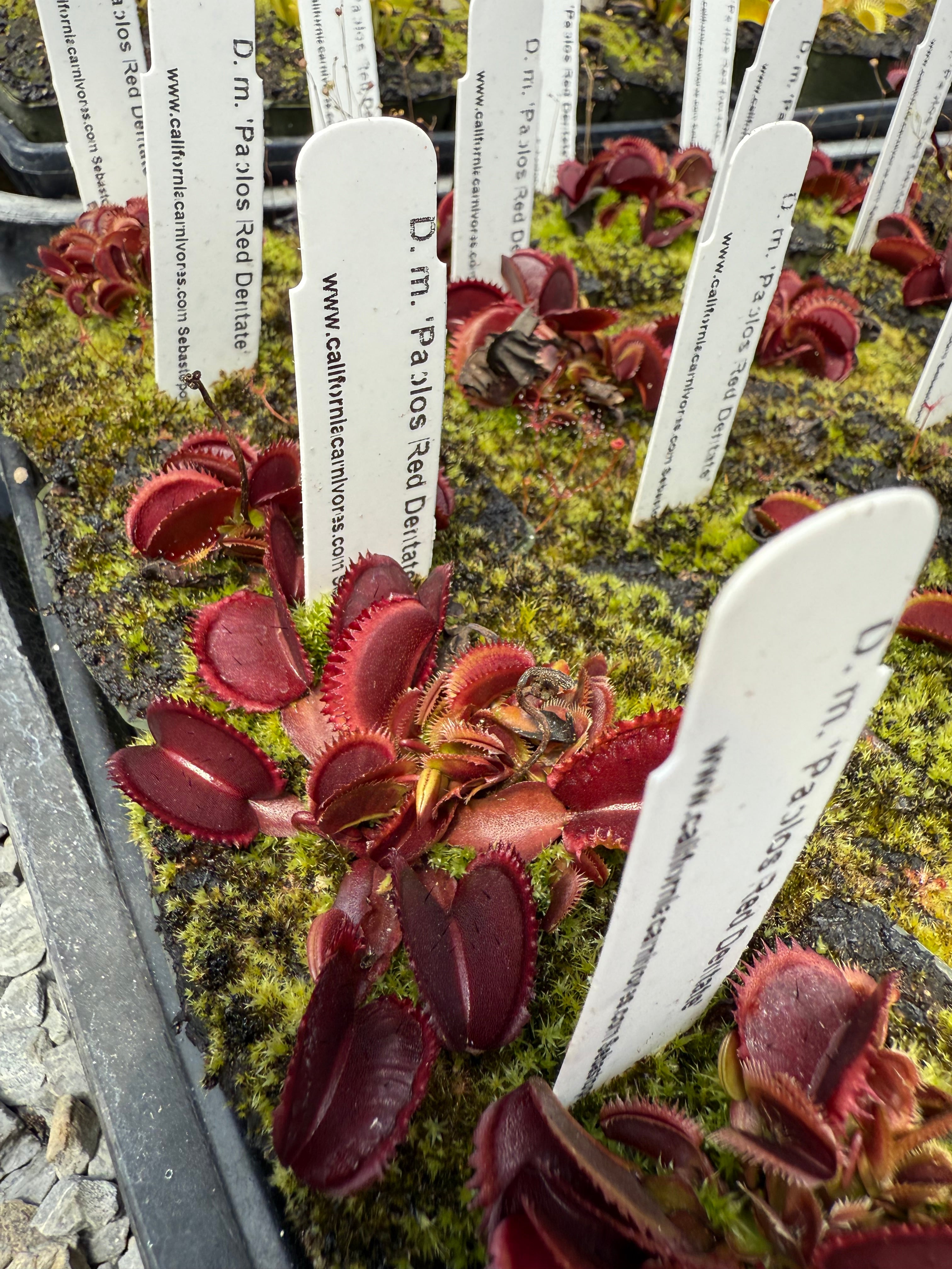 Dionaea m. Pablo's Red Dentate Venus Flytrap
