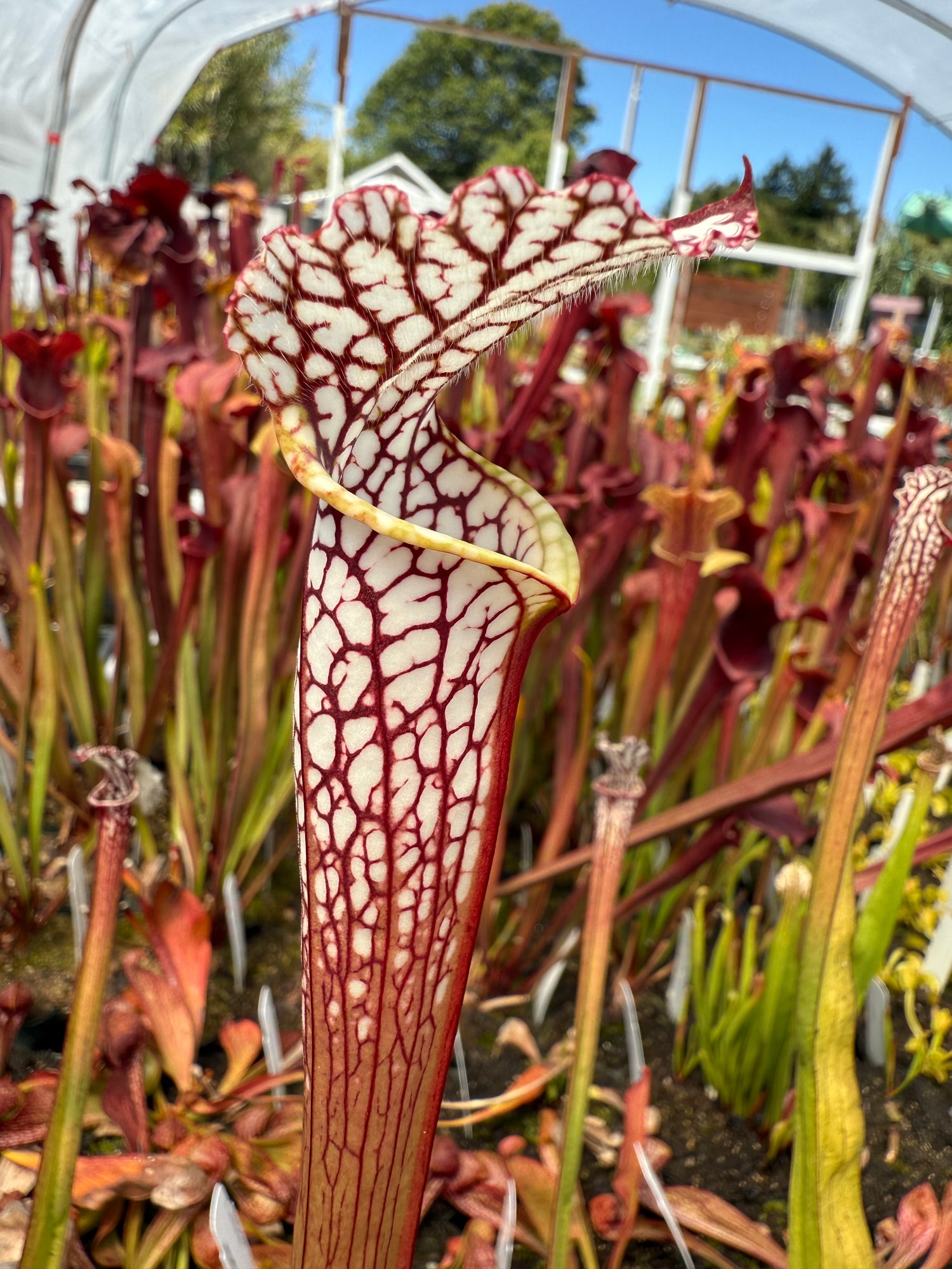 Sarracenia leucophylla Baldwin Co, AL "CalCarn Select Clone" DG Potted