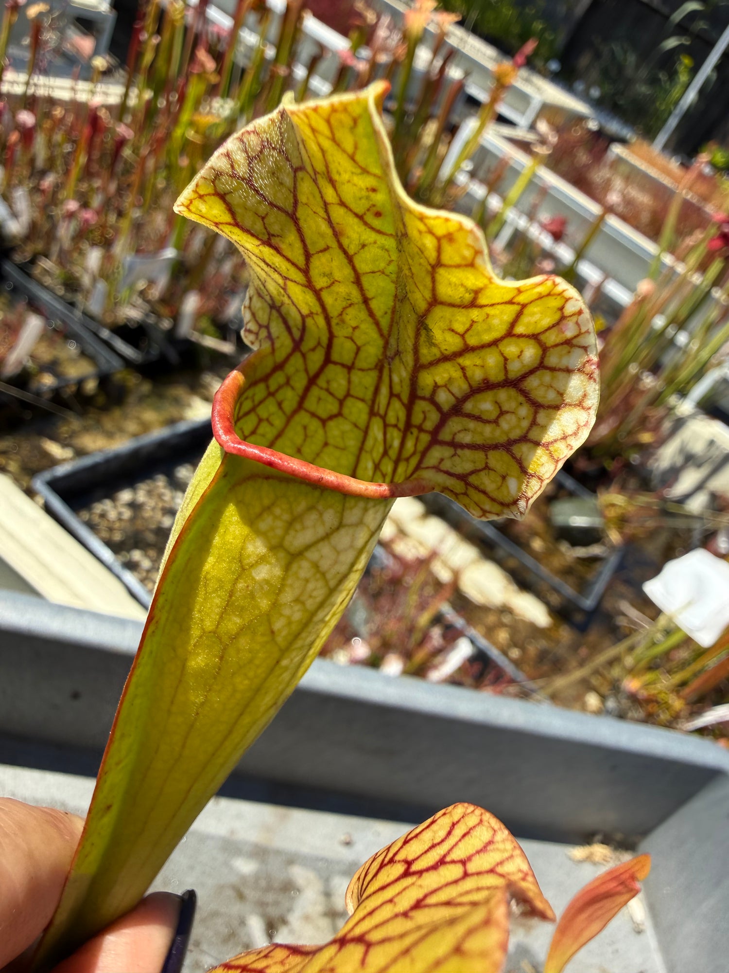 Sarracenia ( x mitchelliana “Dark Burgundy” ) x ( x ‘Simone’ ) Potted