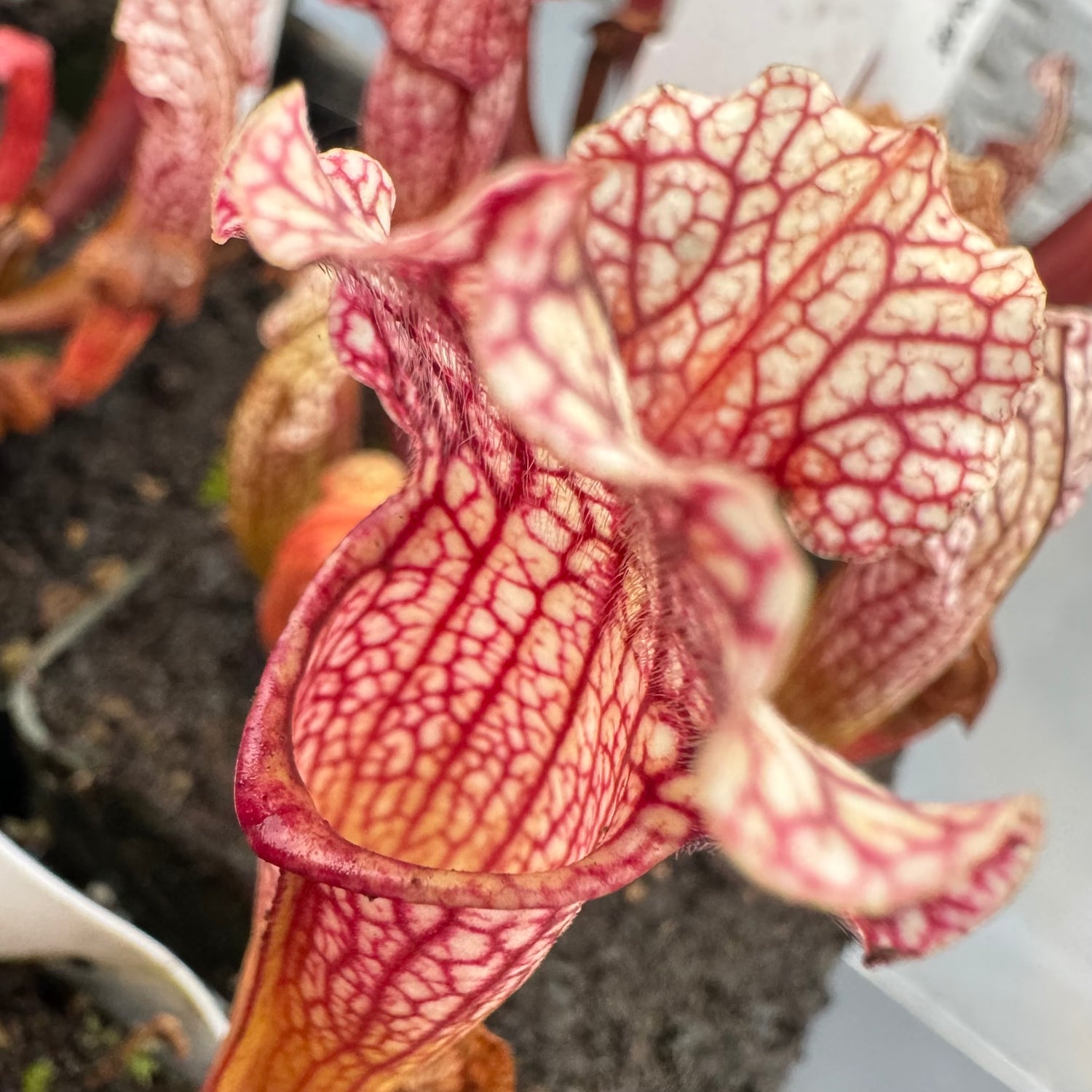 Sarracenia x ‘Velvet’ Potted