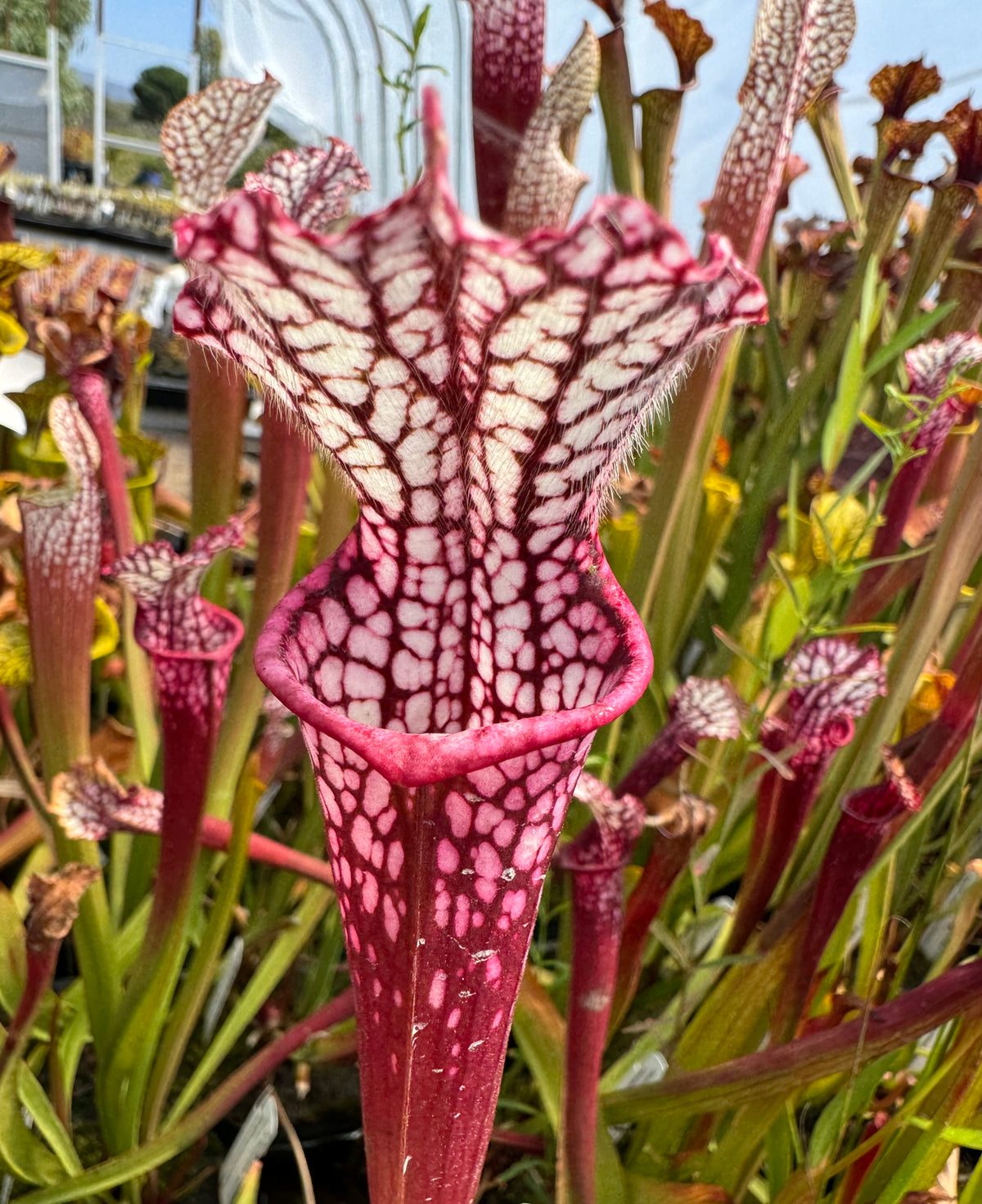 Sarracenia leucophylla "Hot Pink, Botanique, Baldwin Co, AL" Potted